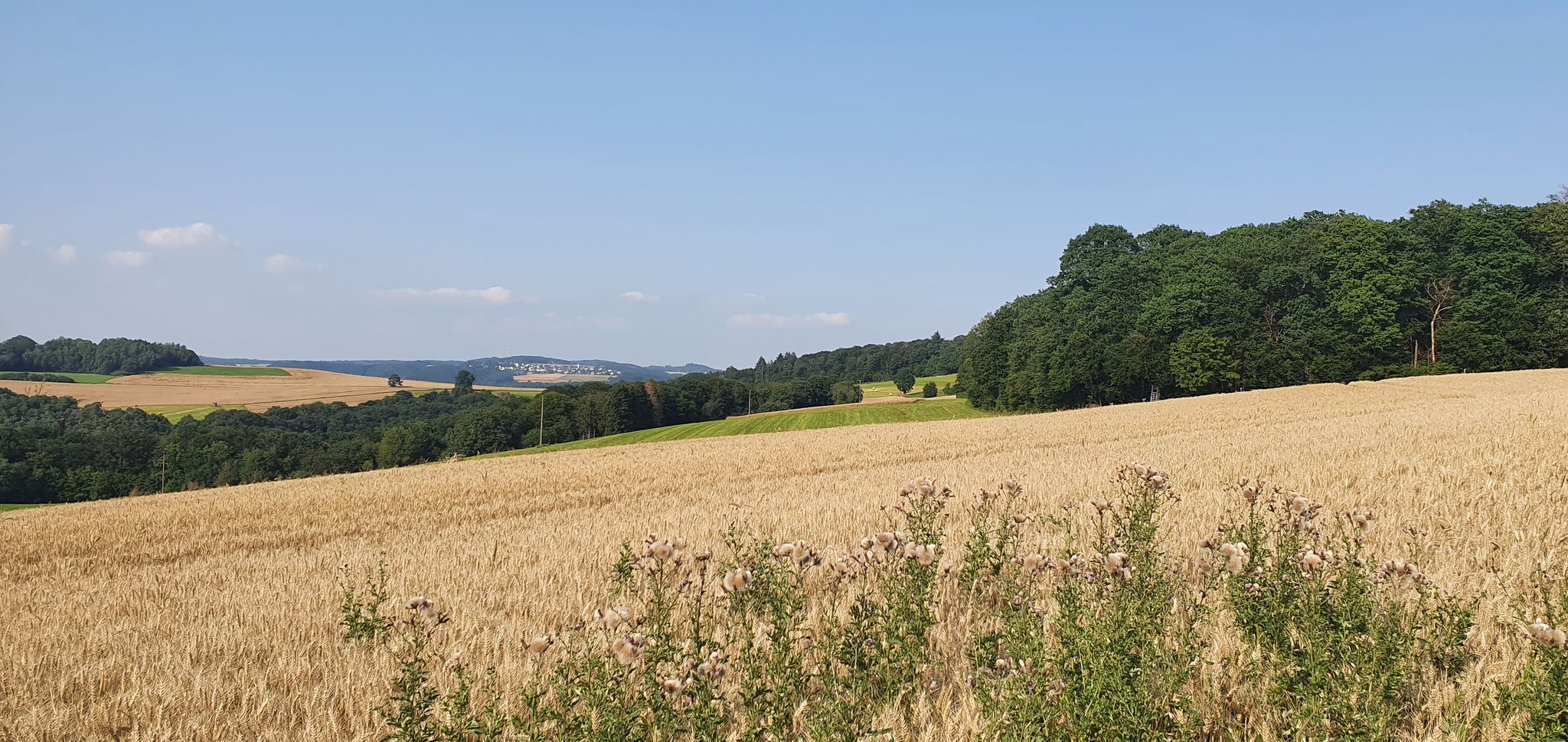 Hochsommer-Impressionen