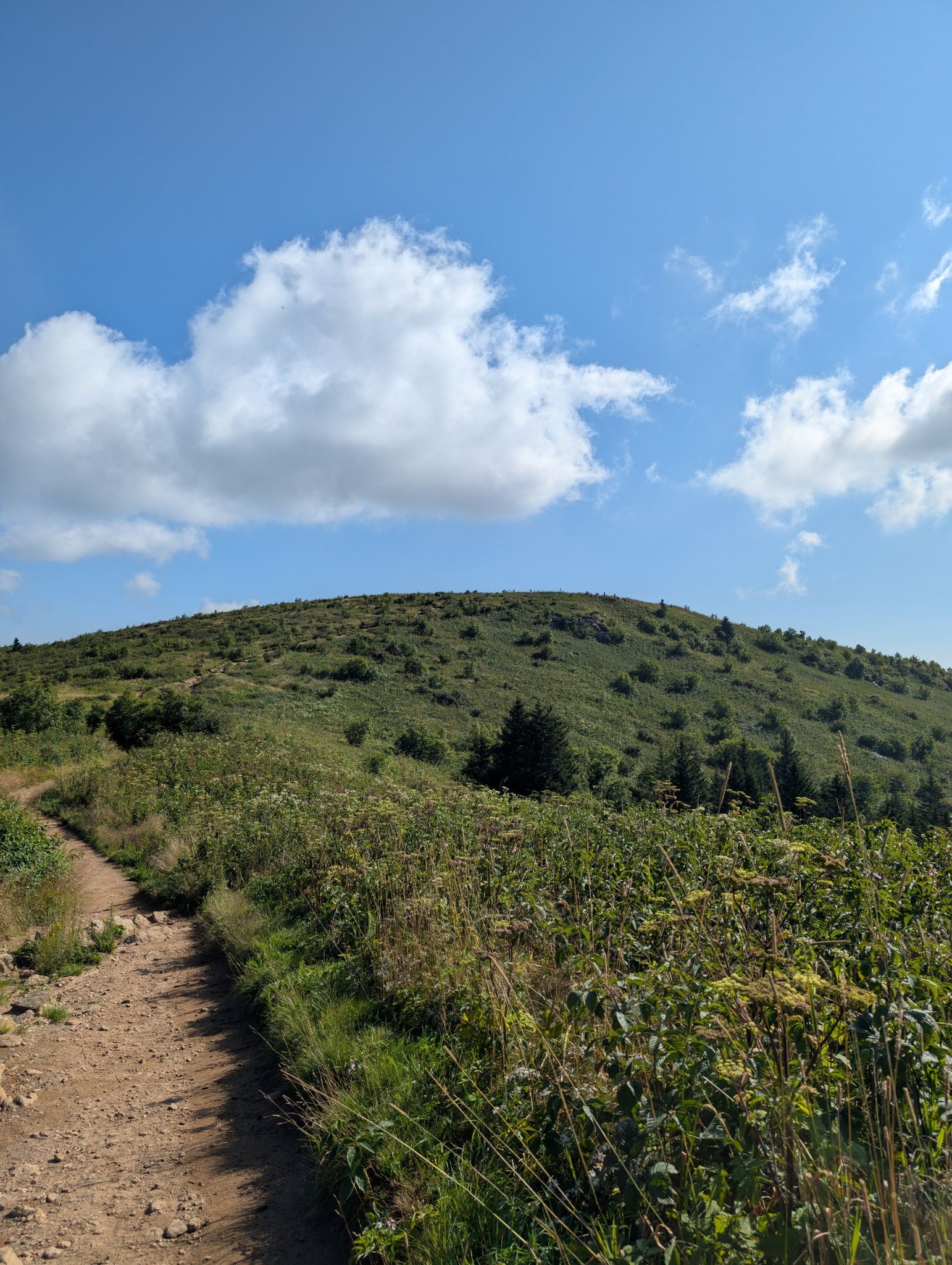 Dirt path leading up a green, brush-covered hill under a blue sky. - Black Balsam Knob Trail