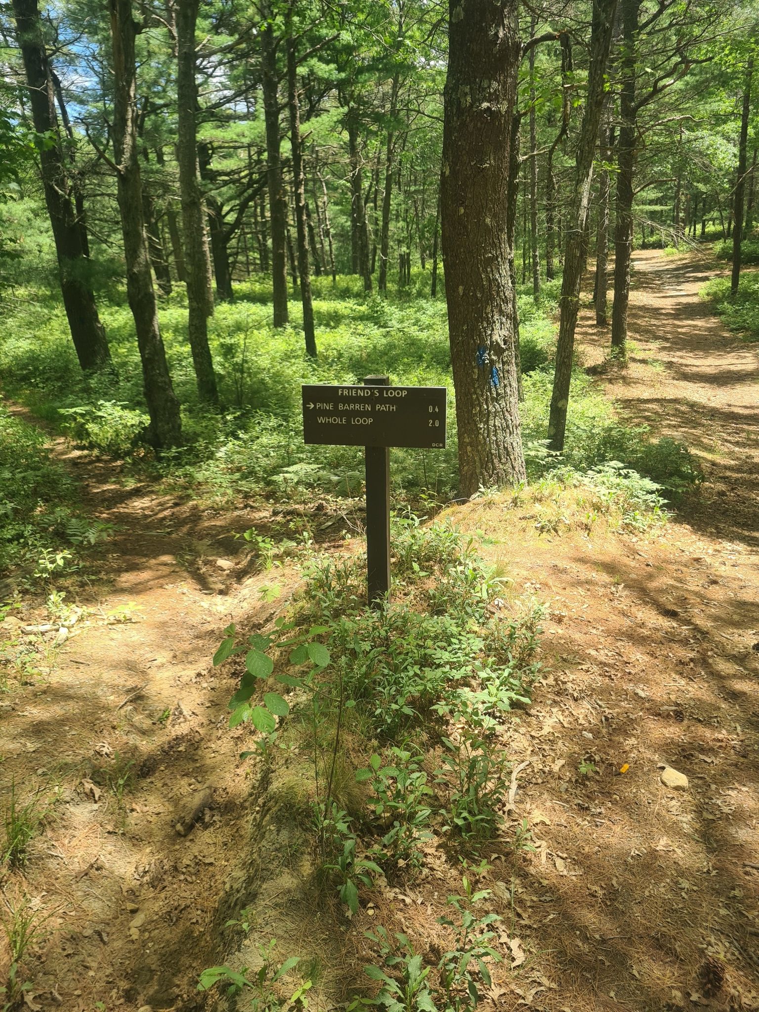 A wooden trail sign on a dirt path in a sun-dappled forest. - Myles Standish State Forest – Bentley Loop Trail loop from Plymouth North High School