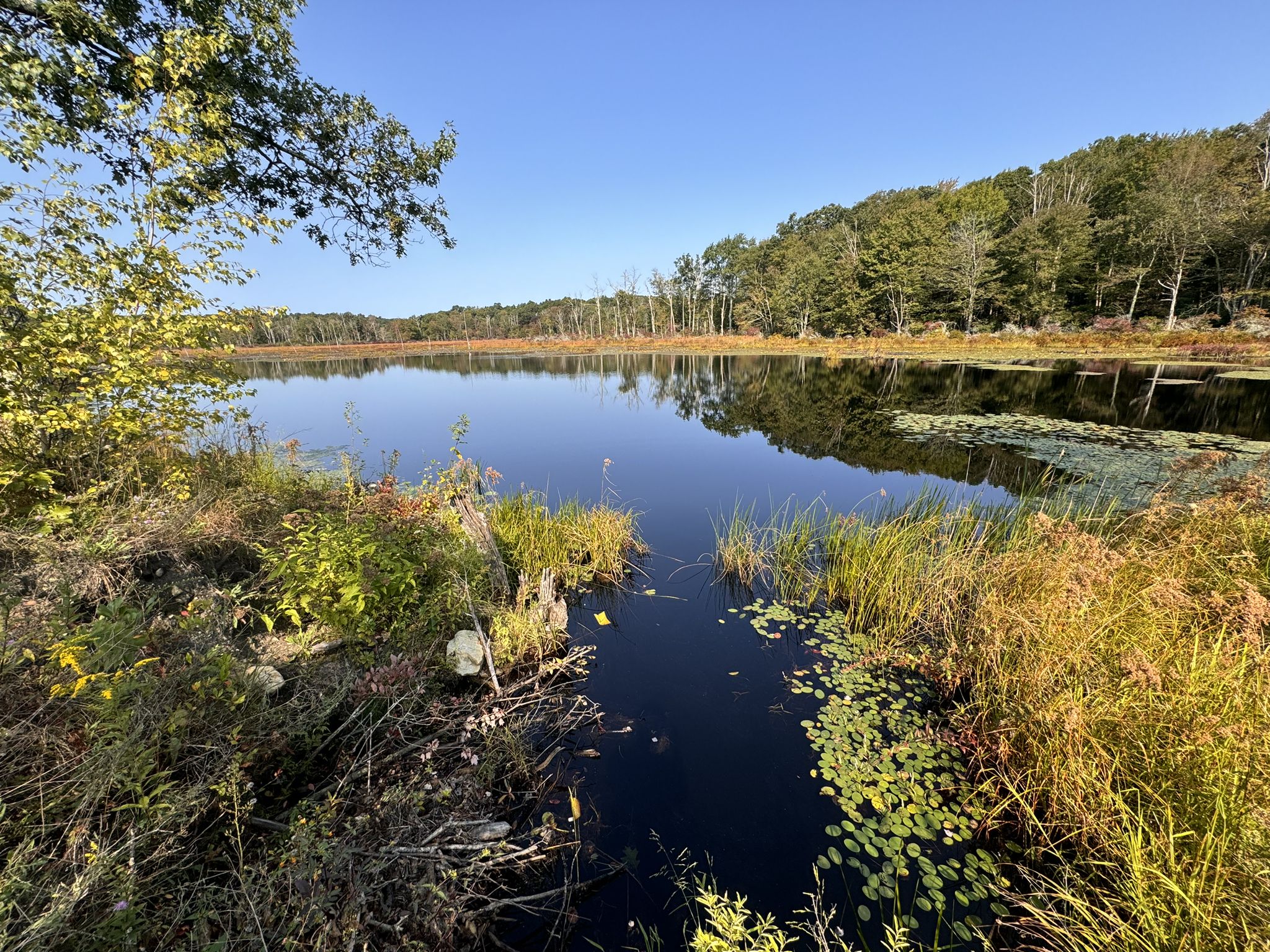 Calm lake reflecting a clear blue sky, surrounded by green trees. - James L. Goodwin State Forest – East Coast Greenway loop from Ann A. Wright Preserve