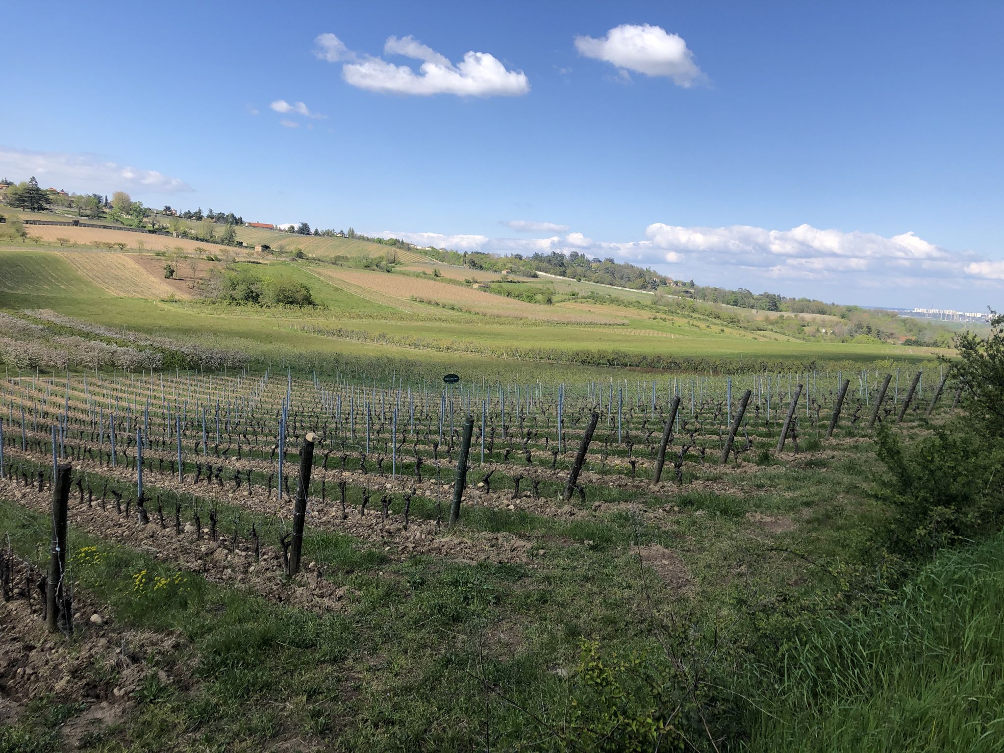 Vignobles de Millery