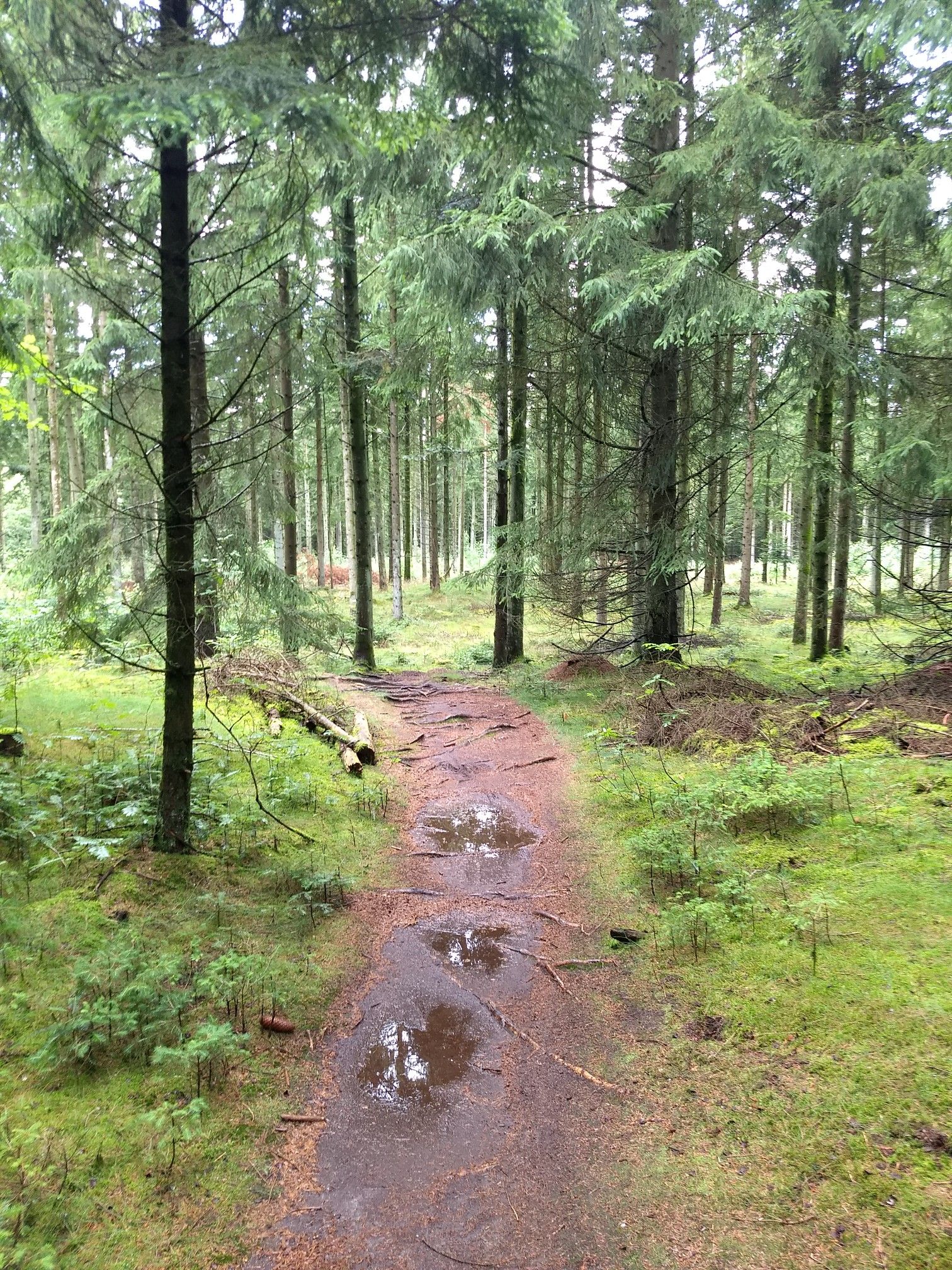 Uhrhøj Plantage