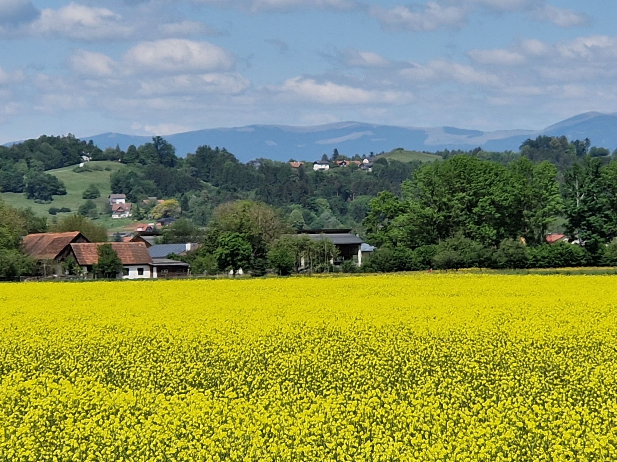 Rapsfeld