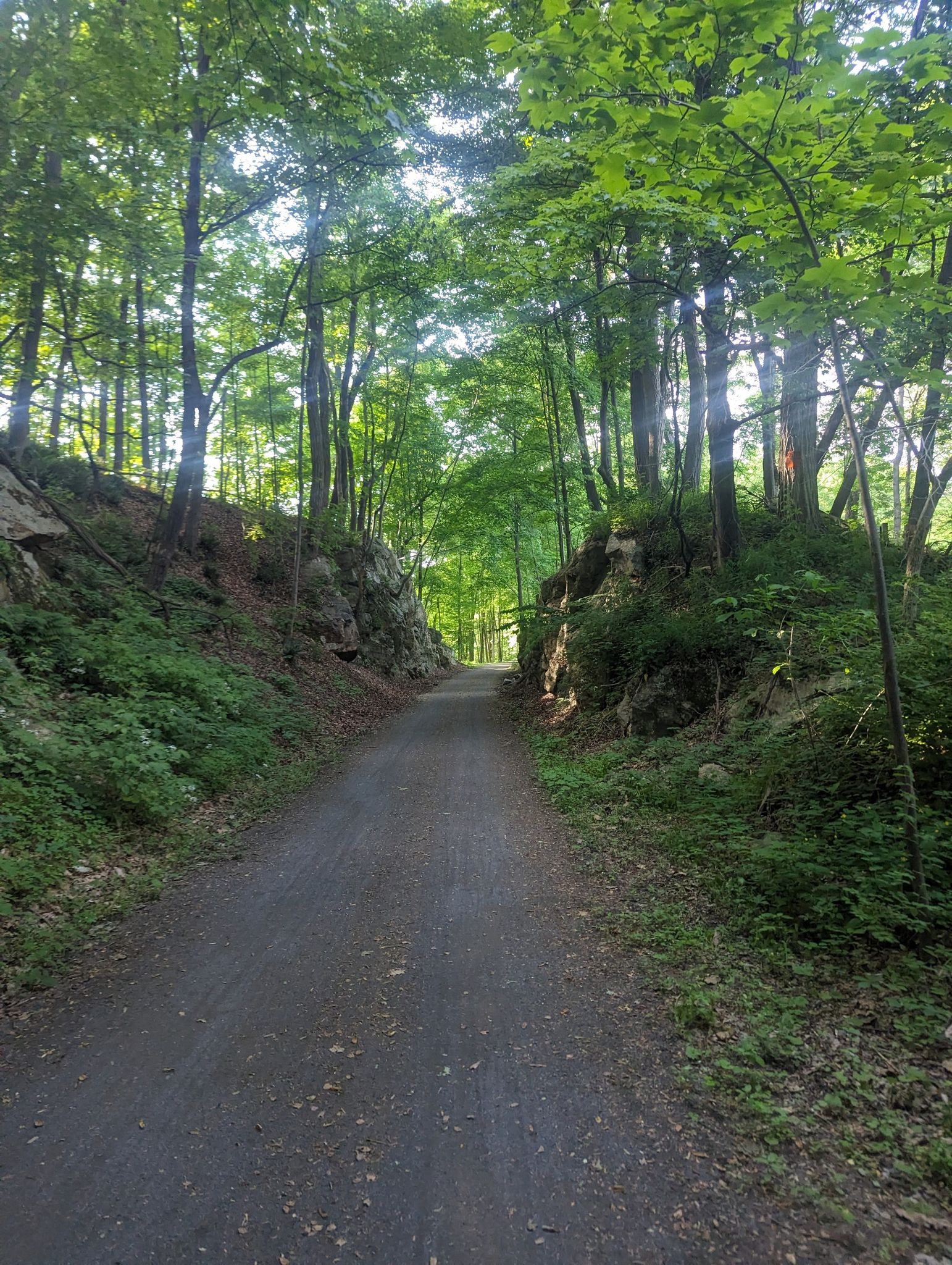 A sunlit dirt path winding through a dense forest with rocky banks. - Lime Kiln & Table Rocks Trail loop