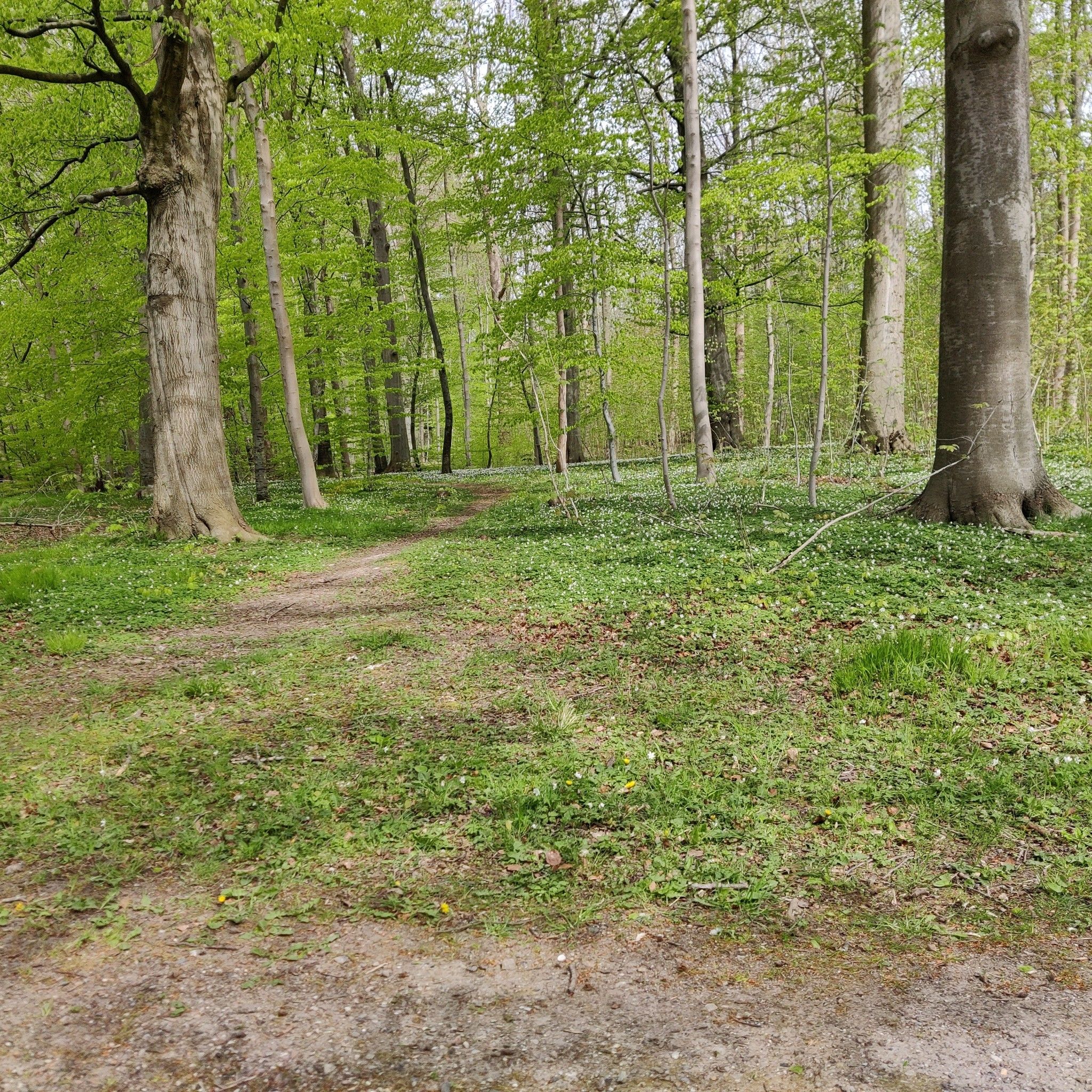 skov