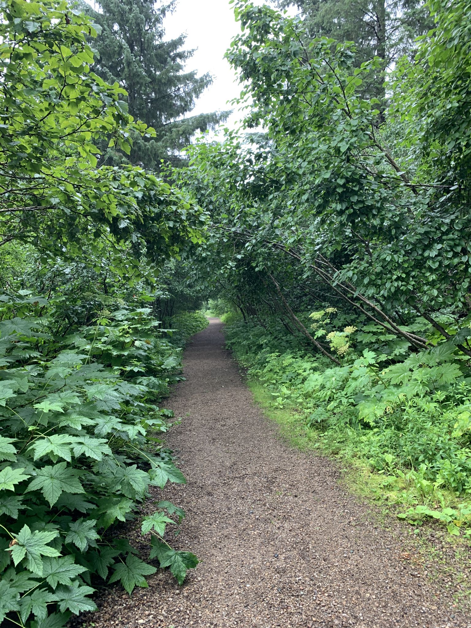 A gravel path winding through dense green forest foliage on an overcast day. - Tlingit Trail