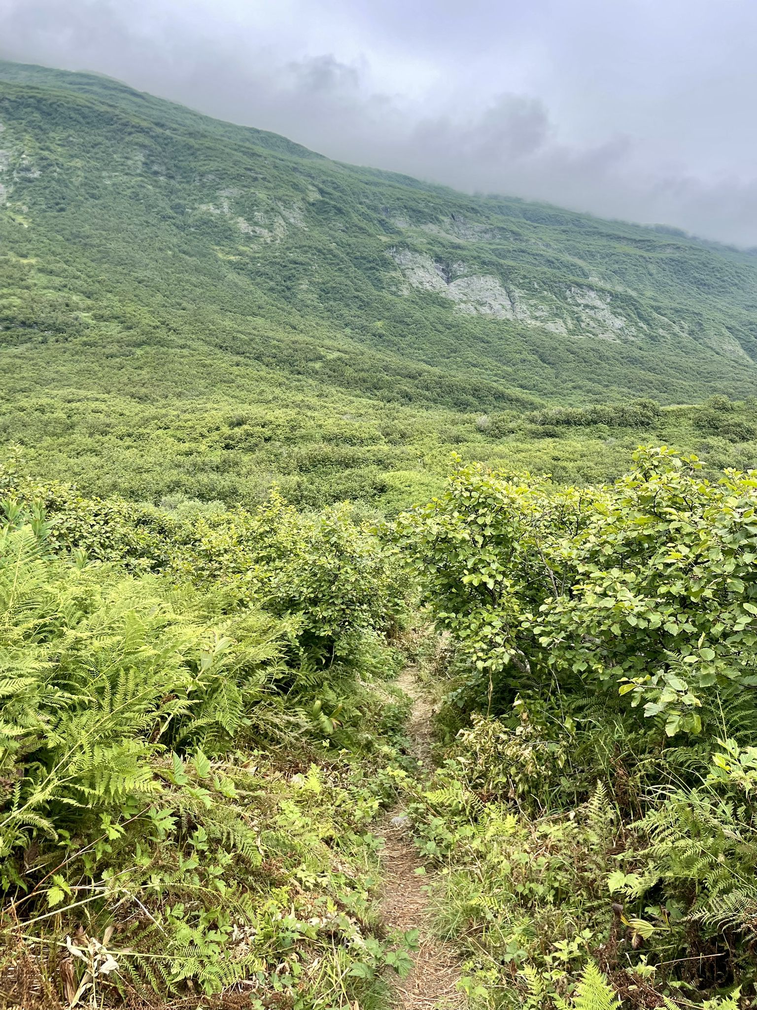 A narrow dirt path cuts through lush green bushes and ferns. - Shoup Bay Trail: Section A