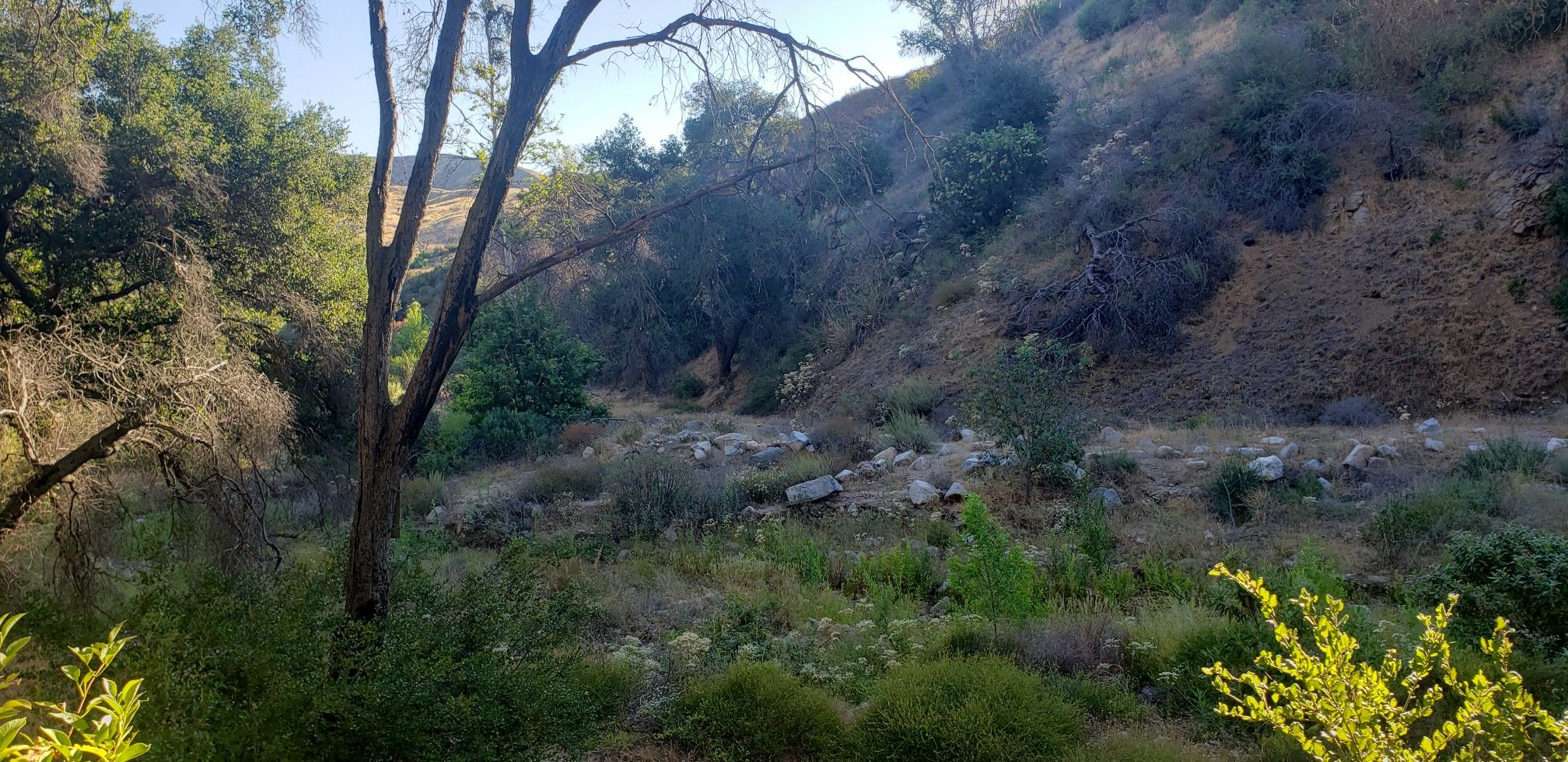 Valley with sparse trees and dry brush, under bright natural light. - Canyon Trail