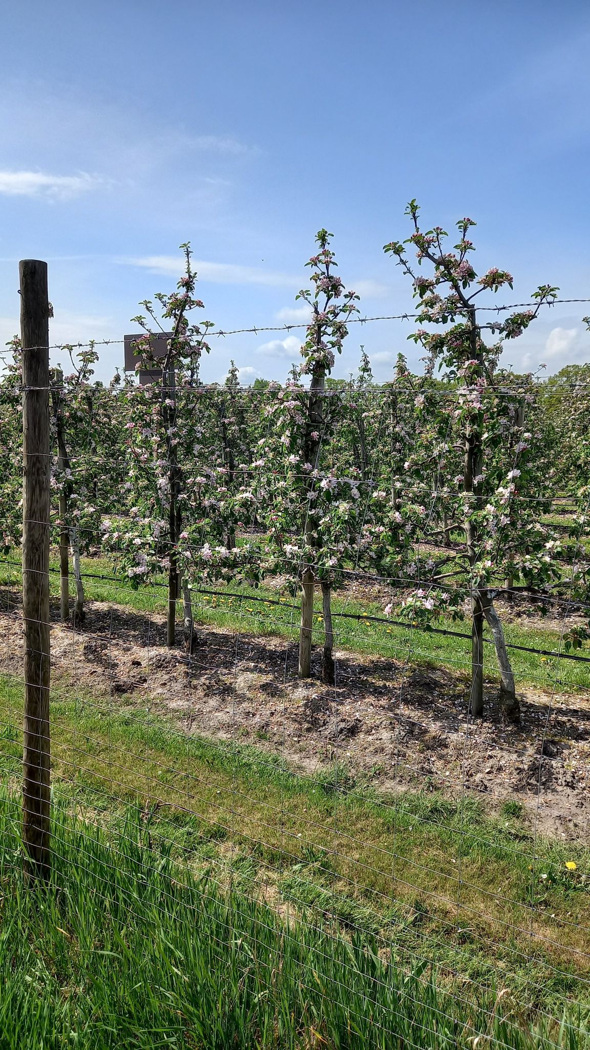 obstplantage in Todtglüsingwn