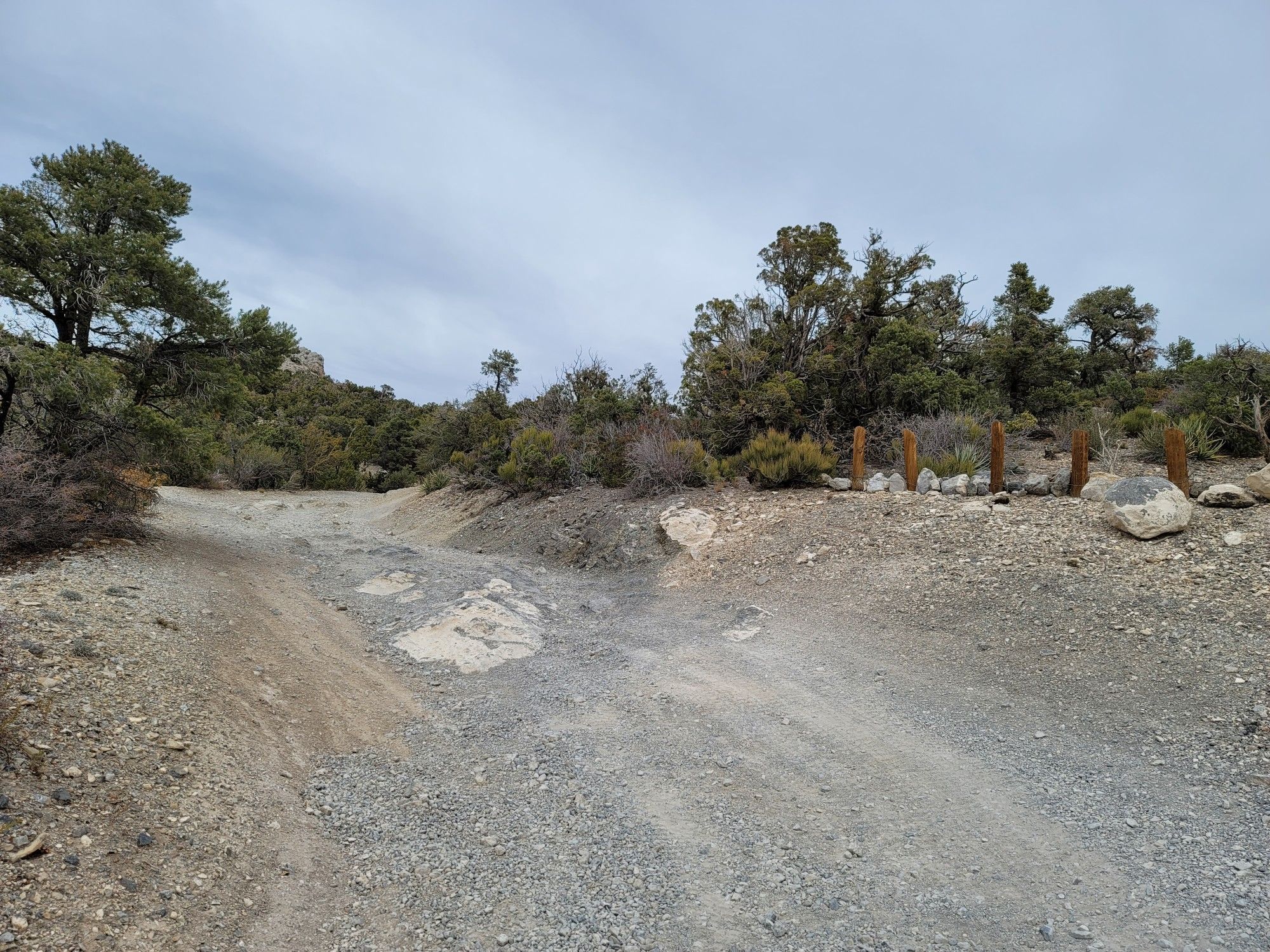 A wide, gravel path splits under an overcast sky, surrounded by dry trees. - Bridge Mountain via Lovell Canyon Road