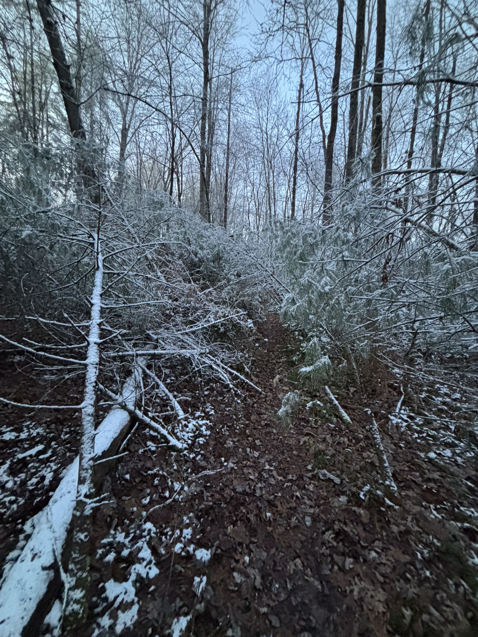 A forest path obstructed by fallen, ice-covered trees and branches. - Turtleback Arch Trail