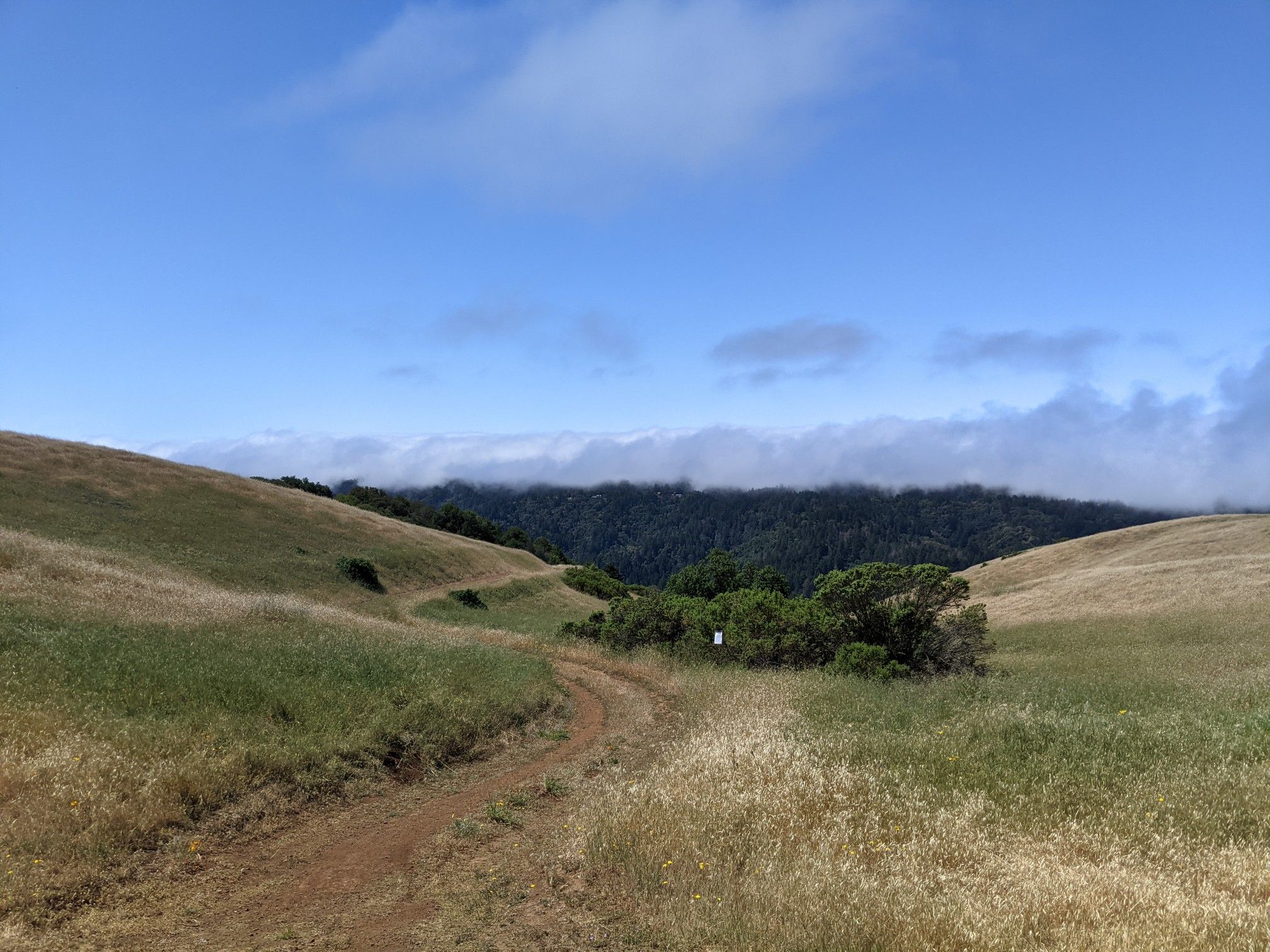 A winding dirt path through golden grassy hills with distant clouds. - Black Mountain – Montebello Road loop from Picchetti Ranch Open Space Preserve