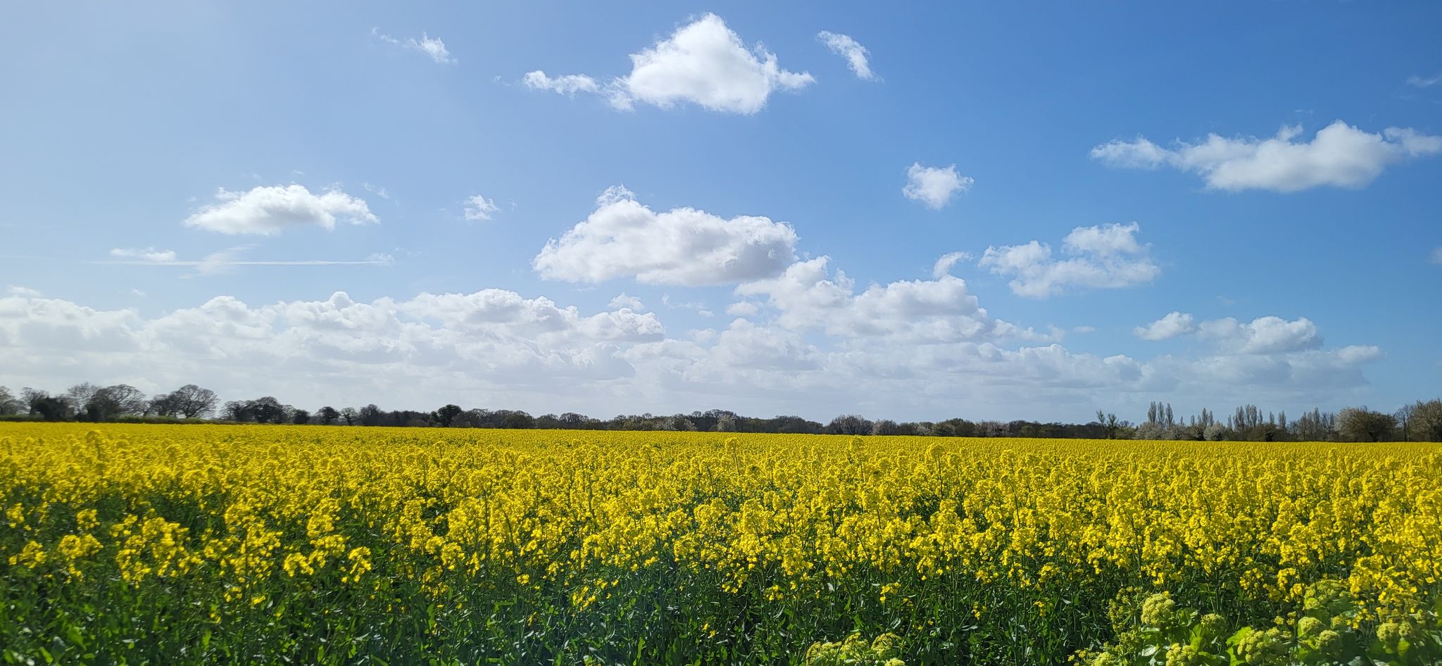 field of gold