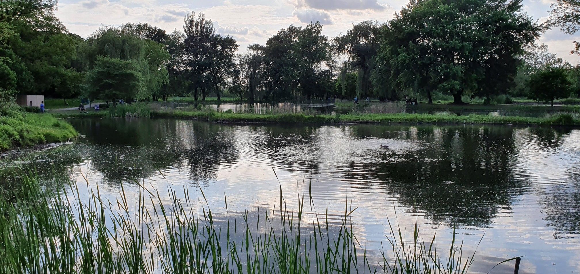 Pond with trees reflecting in water, tall grass in foreground, under overcast sky. - Whalon Lake Park – Whalon Lake Park loop from Woodridge