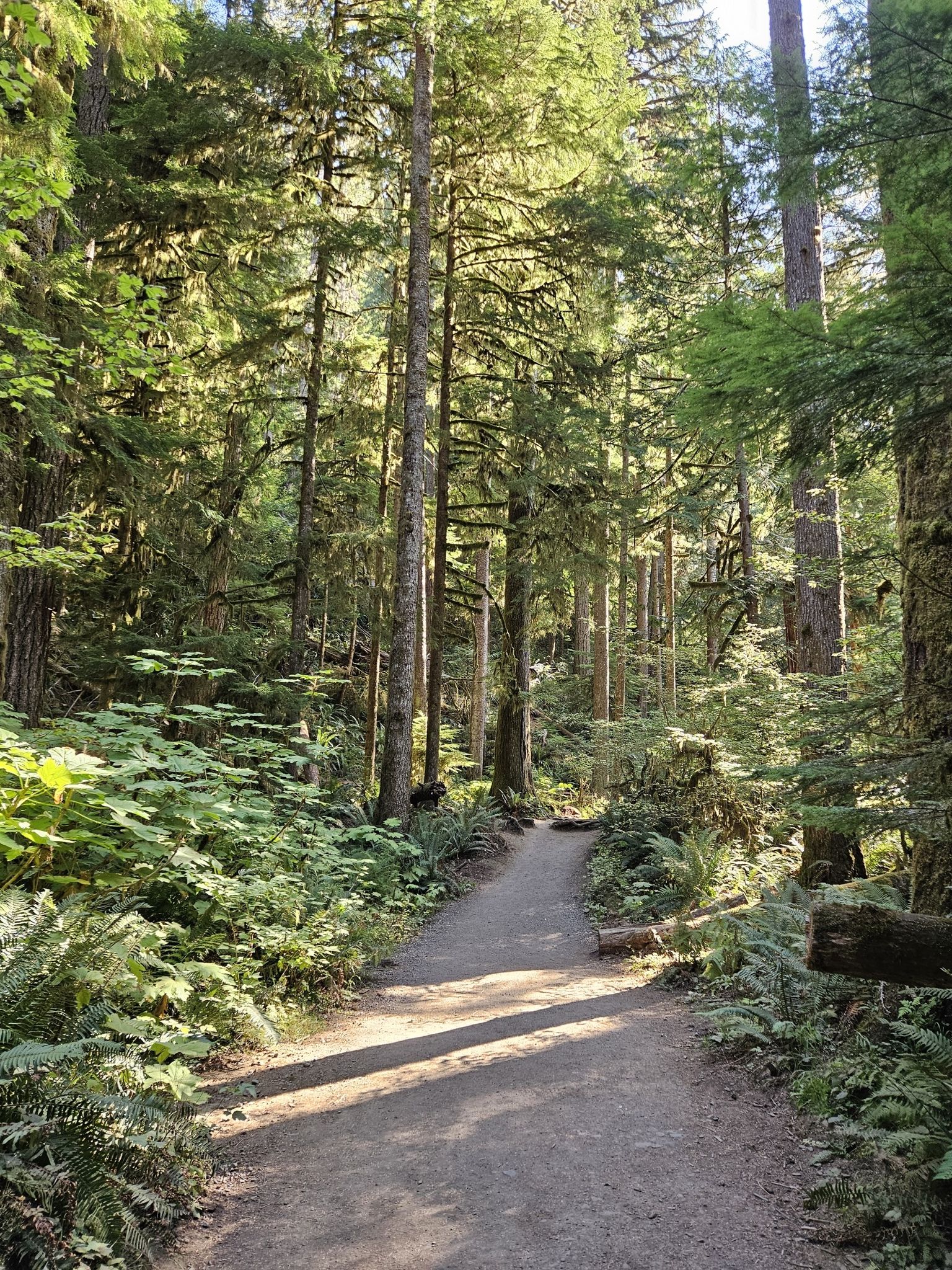 Sunny forest path with long shadows and lush green ferns. - Barnes Creek Trail