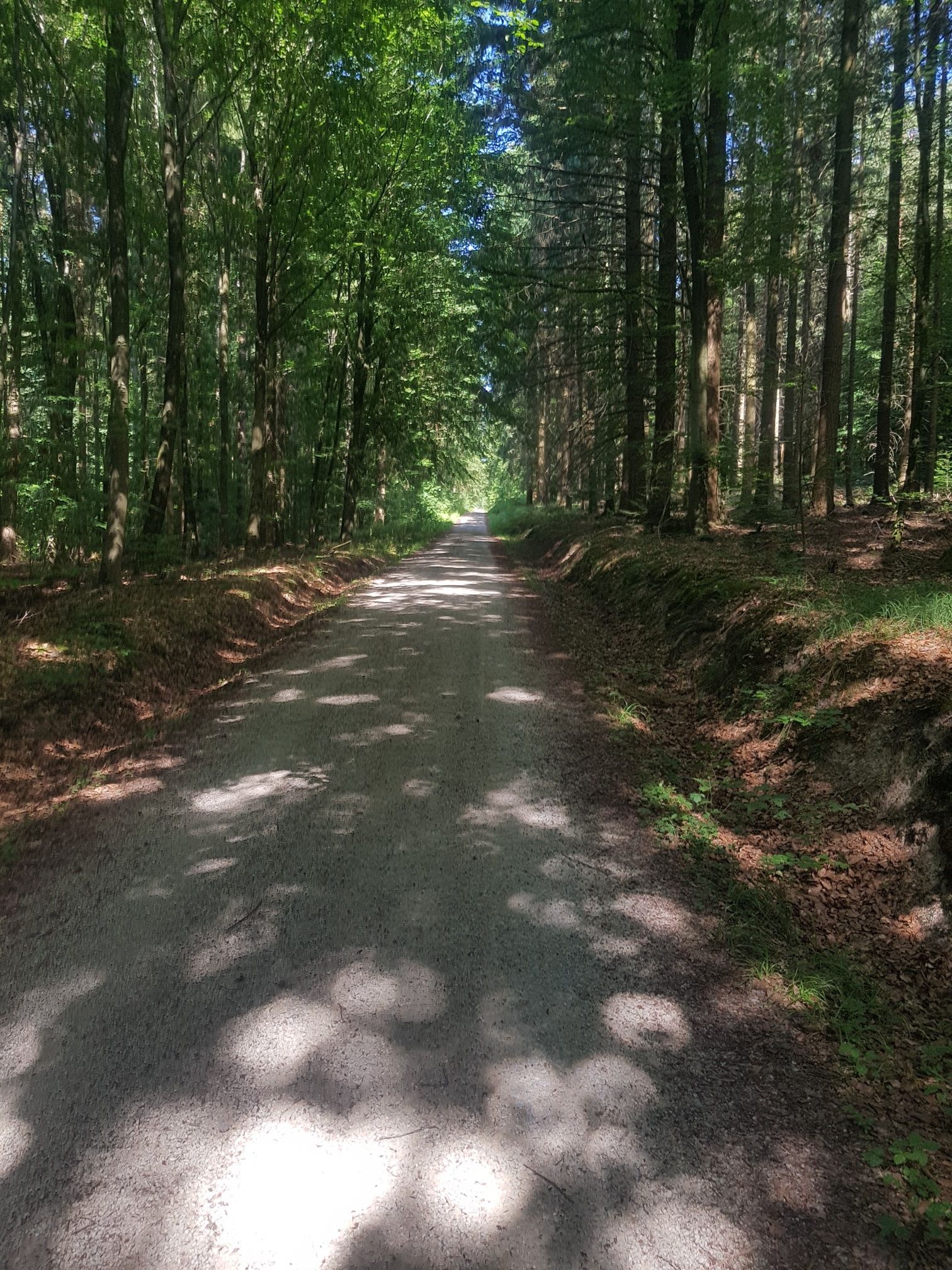 Schöner Waldweg