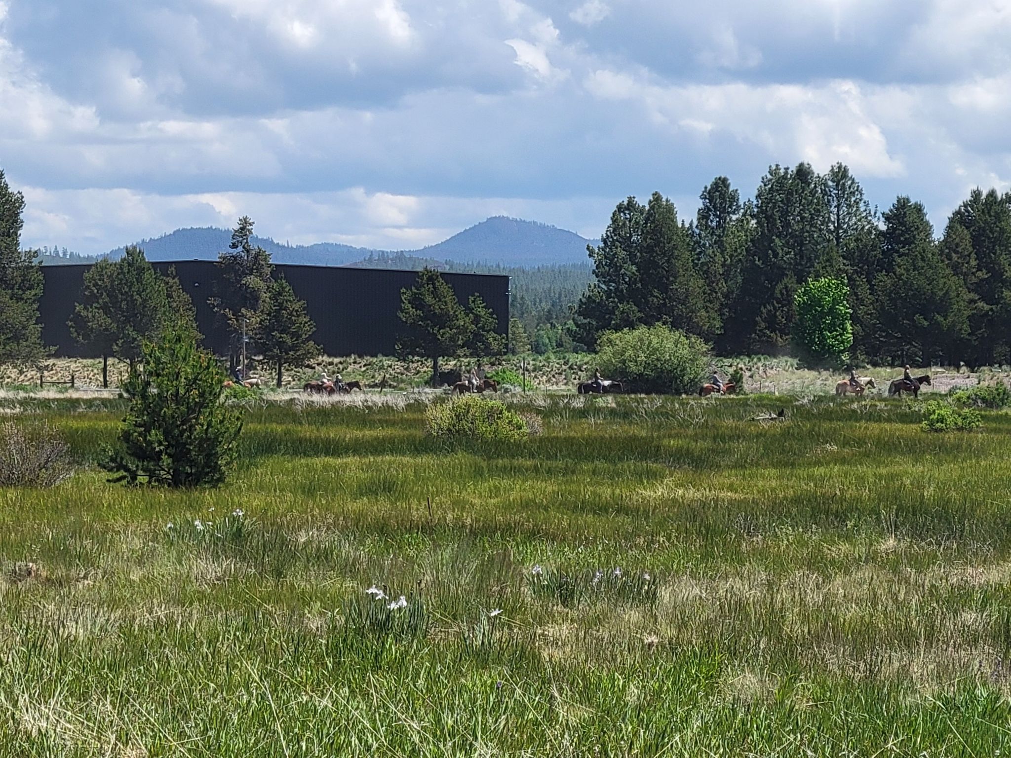 A vast green meadow with distant horses and a forest under a cloudy sky. - Deschutes River Trail: Meadows Golf Course Loop