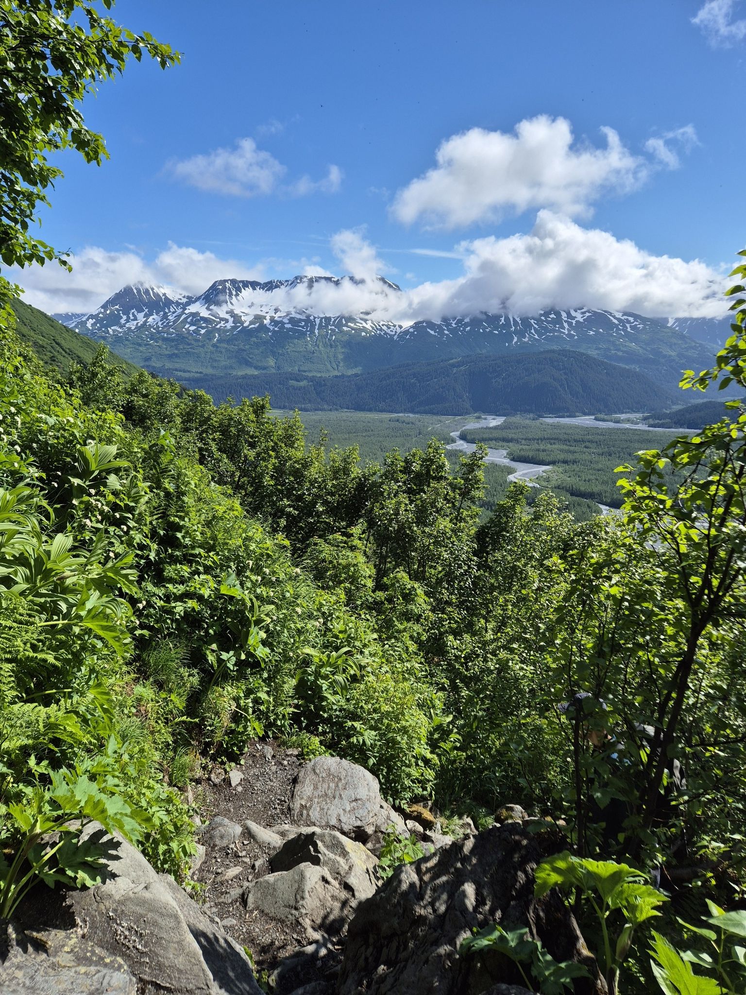 Lush green trees frame a view of snow-capped mountains and a river. - Harding Icefield Trail