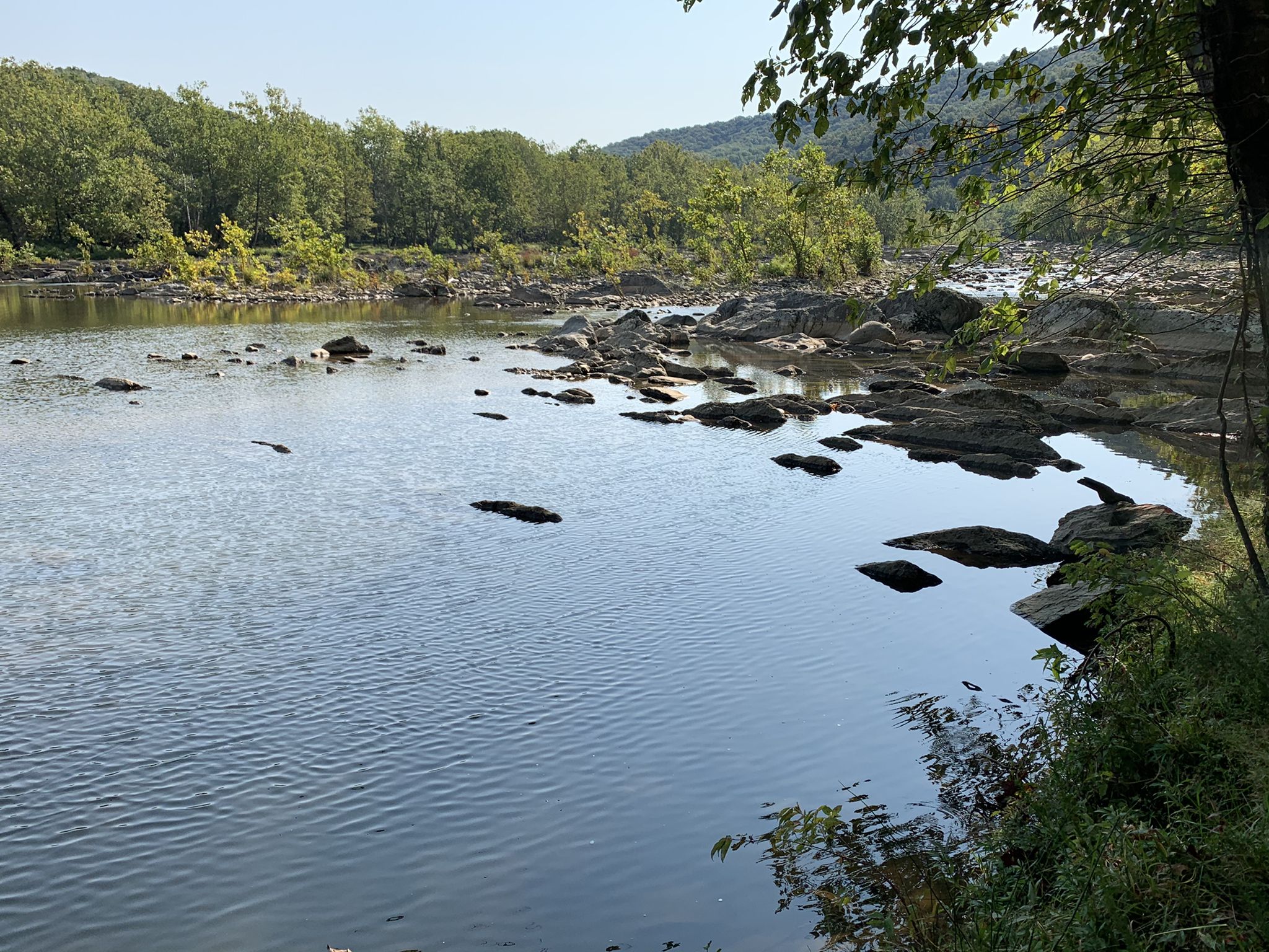 A wide river with many rocks and forested banks under bright daylight. - New River Trail