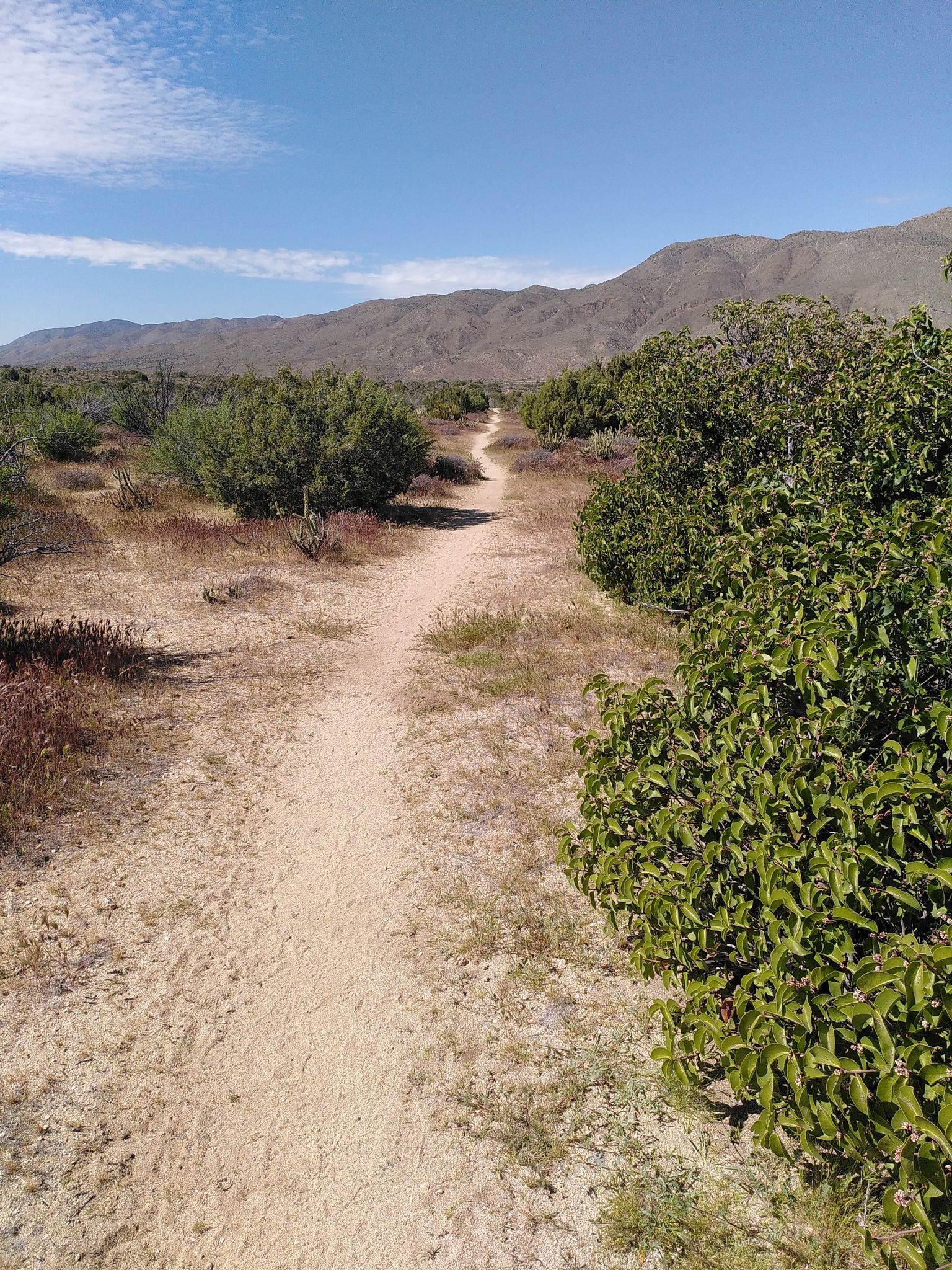 Straight dirt path through desert brush, mountains in the distance. - Pacific Crest Trail: California Section A