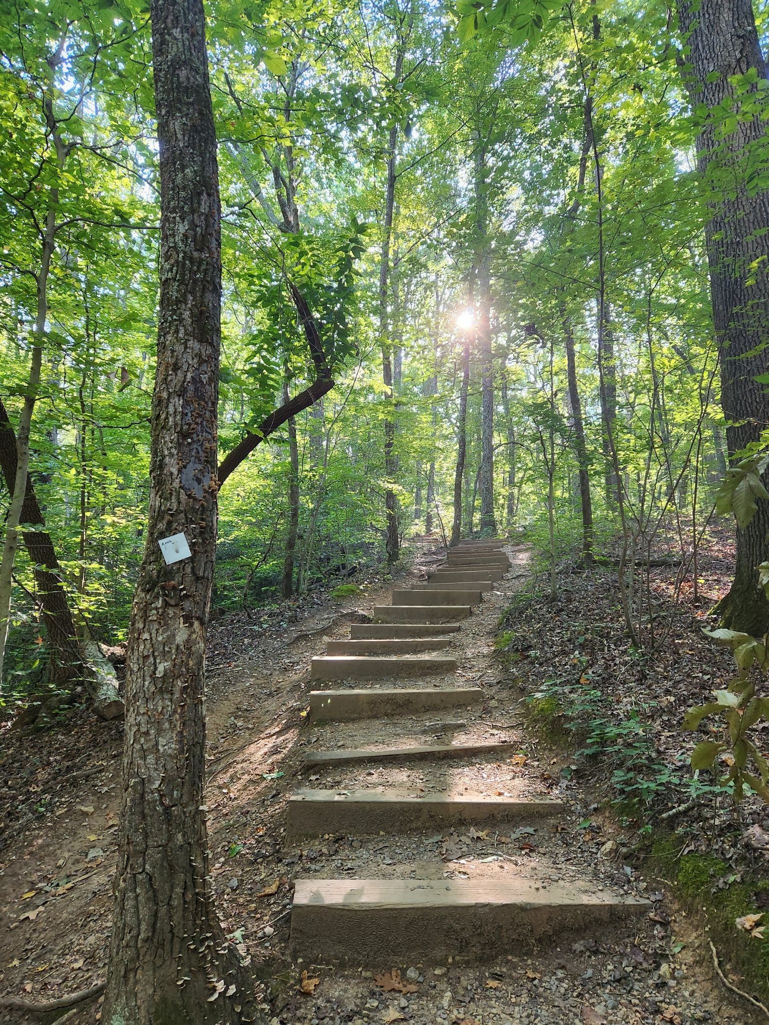 Uphill dirt trail with wooden steps in a lush green forest, sun flaring. - Pinnacle Trail loop from Crowders Mountain