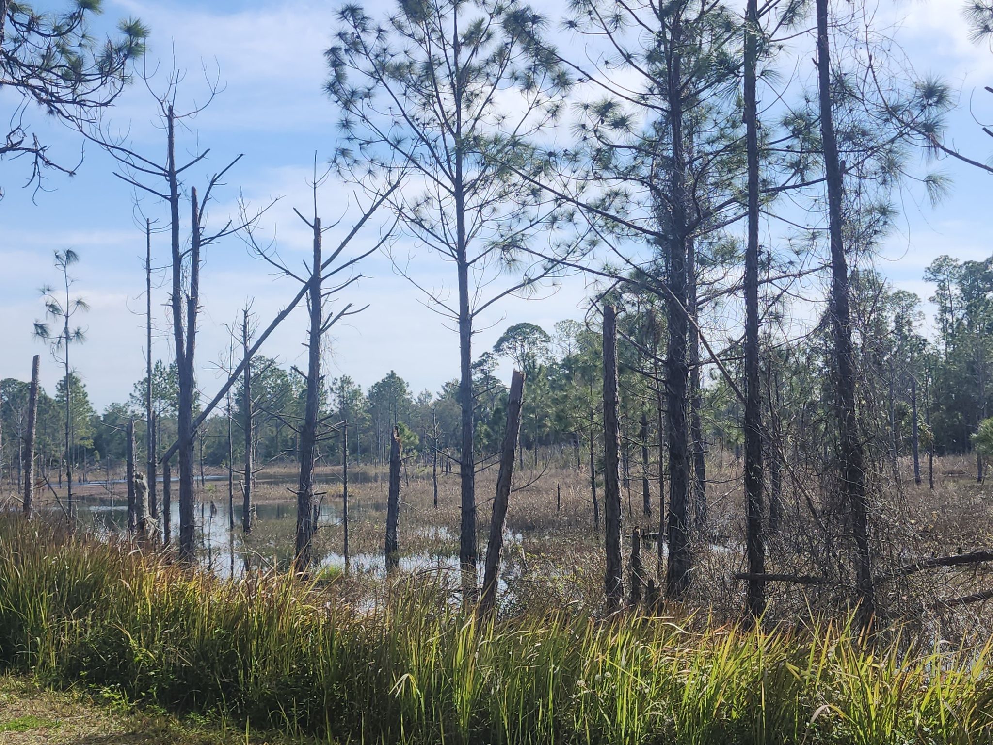 Wetland with tall, thin trees and grassy foreground under a bright sky. - Gemini Springs loop via Rail Trail