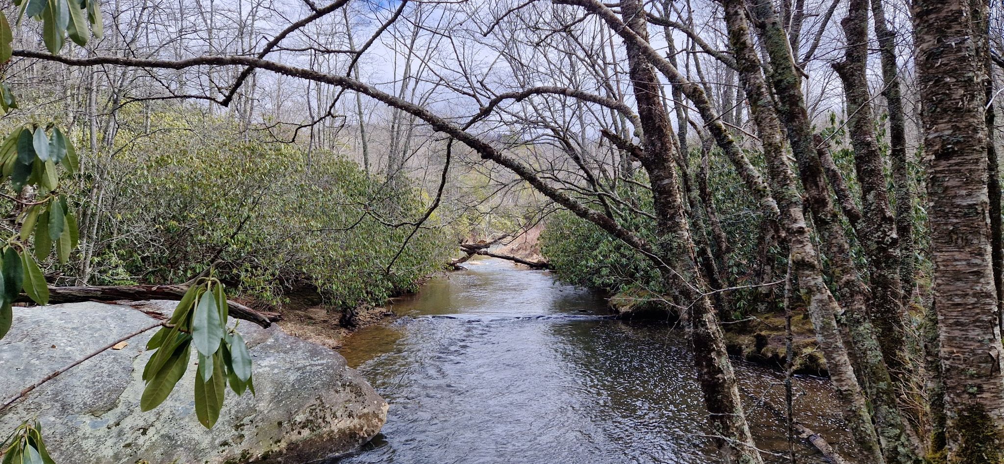 A calm river winds through a forest with bare trees and green foliage. - Boone Fork Trail