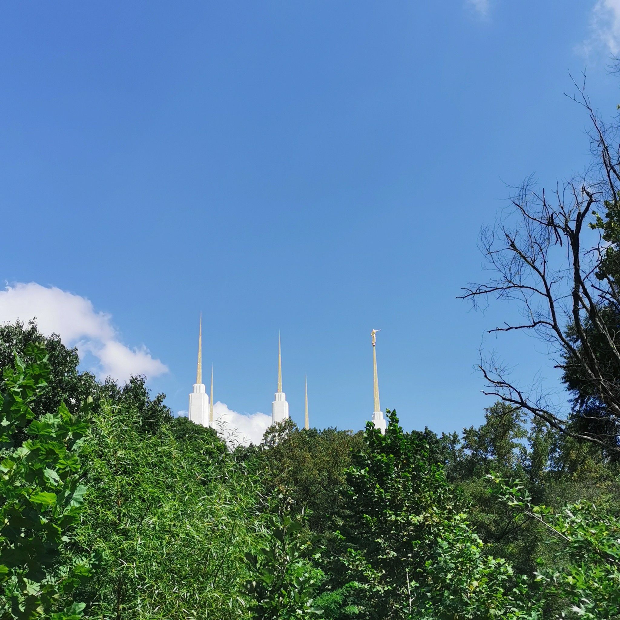 Tall white spires emerge from a dense green forest under a blue sky. - Meadowbrook Stables loop from Chevy Chase