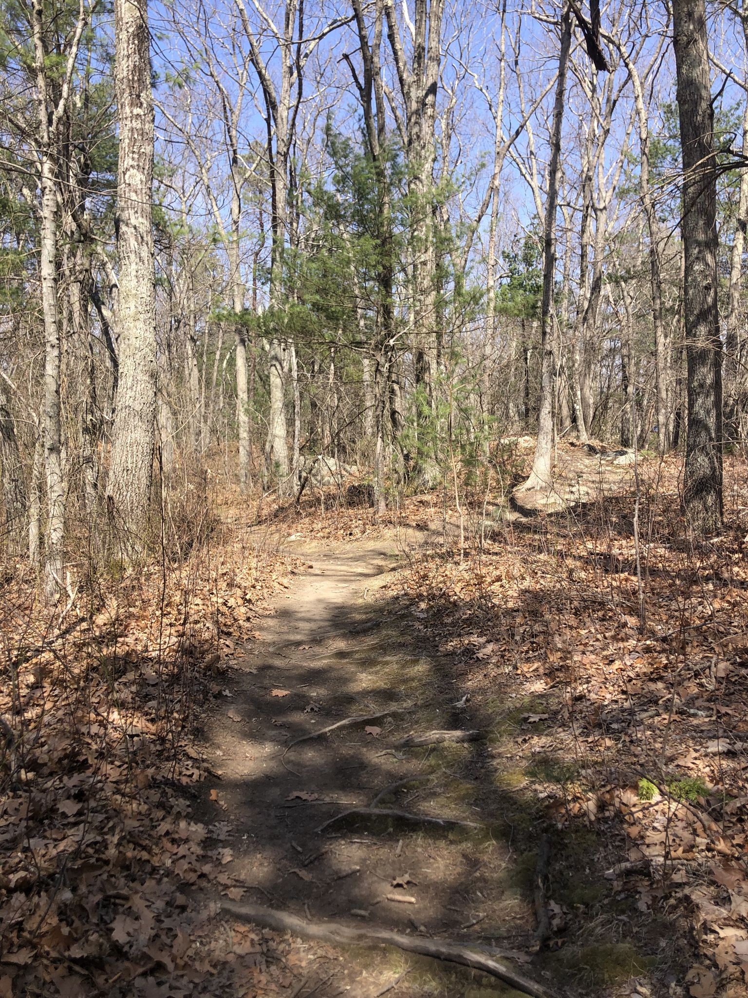 A sunlit dirt path winding through a forest with bare trees. - Noanet Woodlands loop