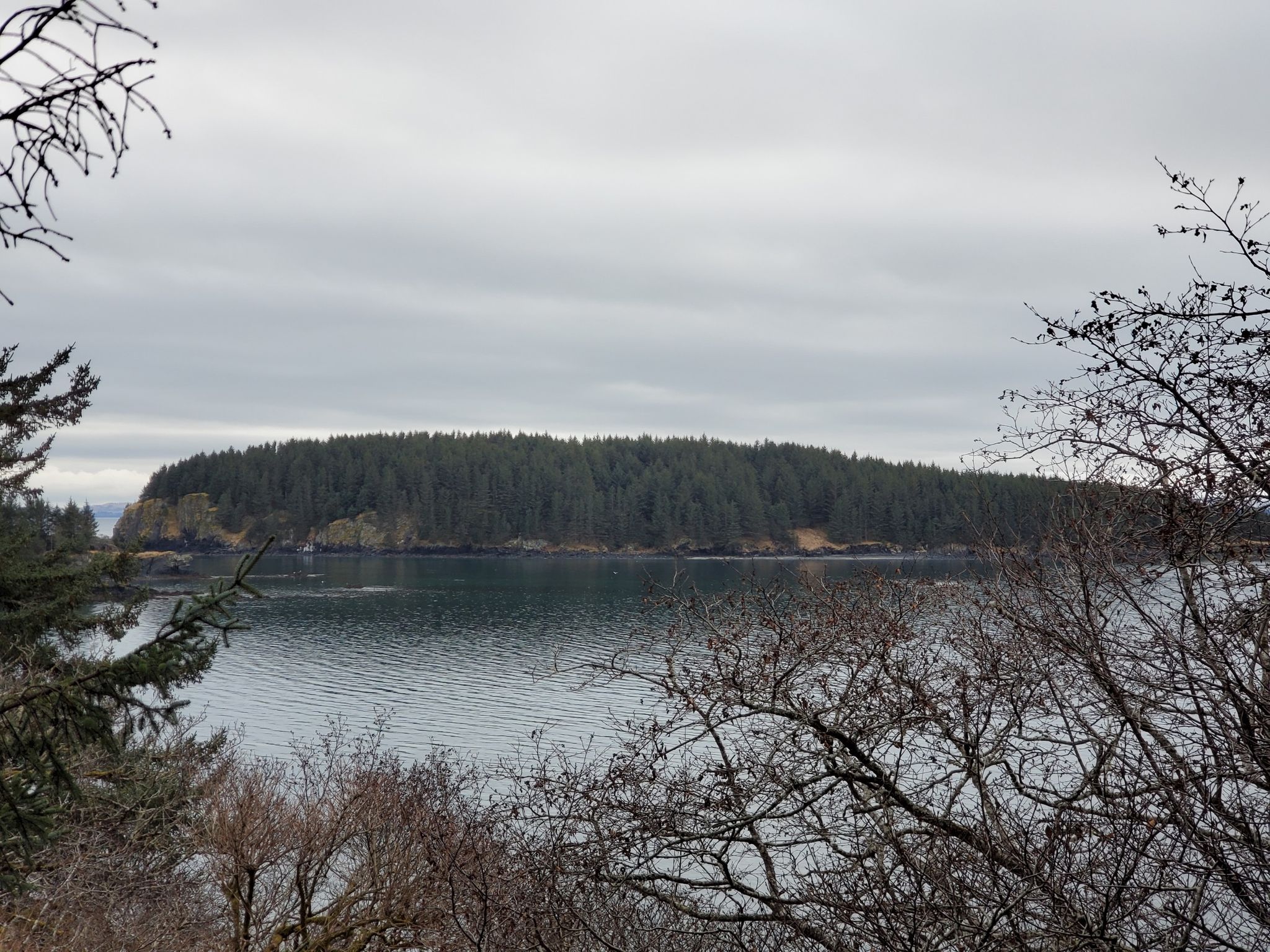 Forested island across calm water, framed by bare branches under a cloudy sky. - Near Island South End Trail