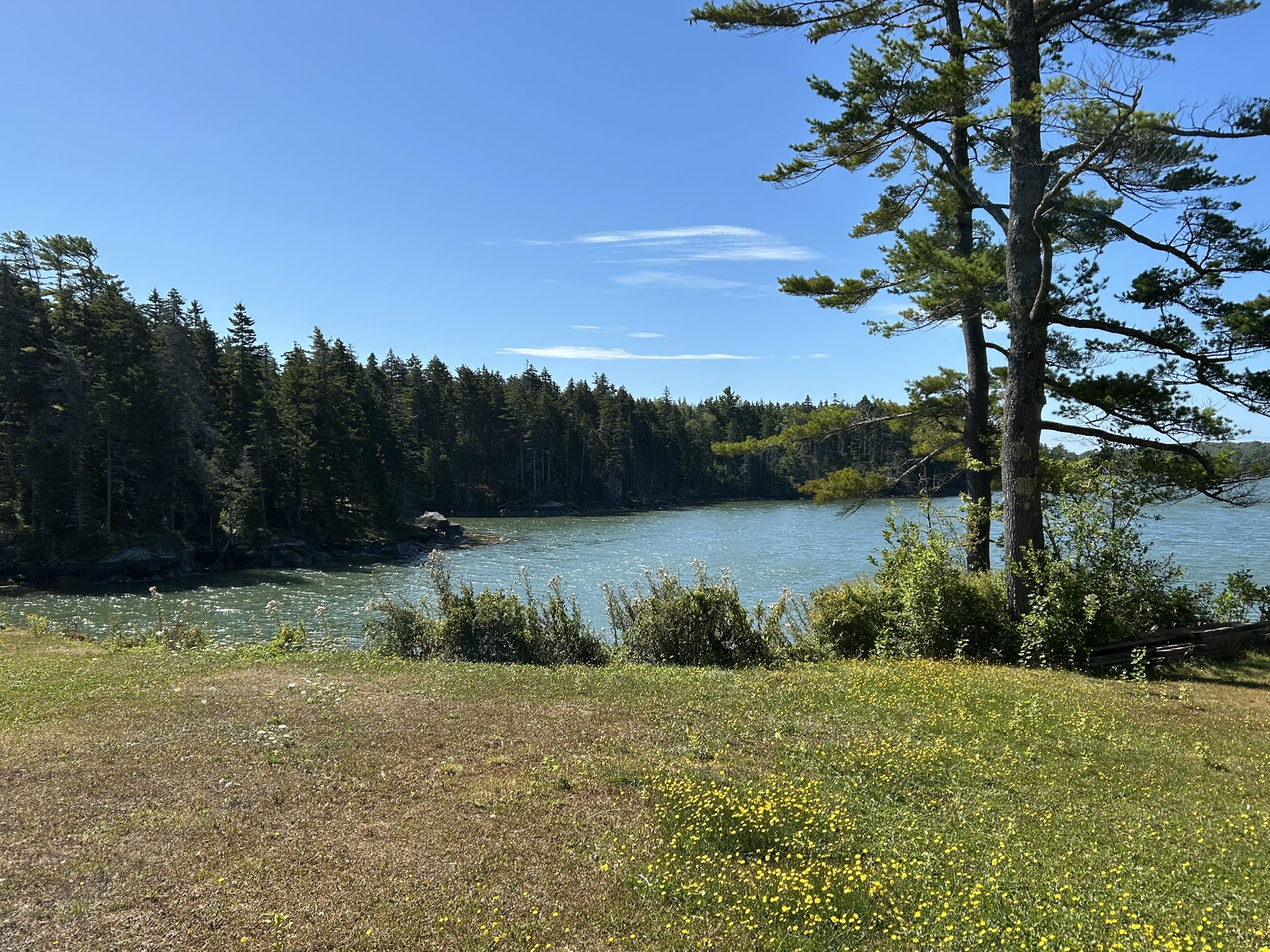 Sunny bay with forested shoreline and grassy foreground under a clear blue sky. - Friendship, Cushing, Thomaston, & Warren loop