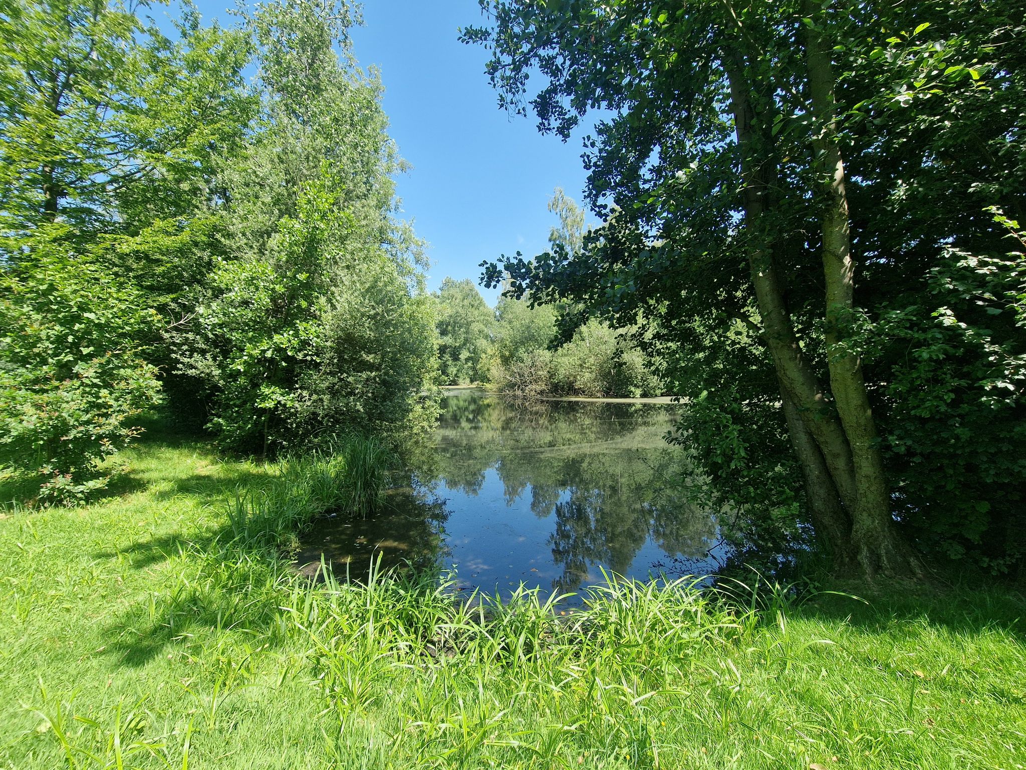 Kienmoorteich