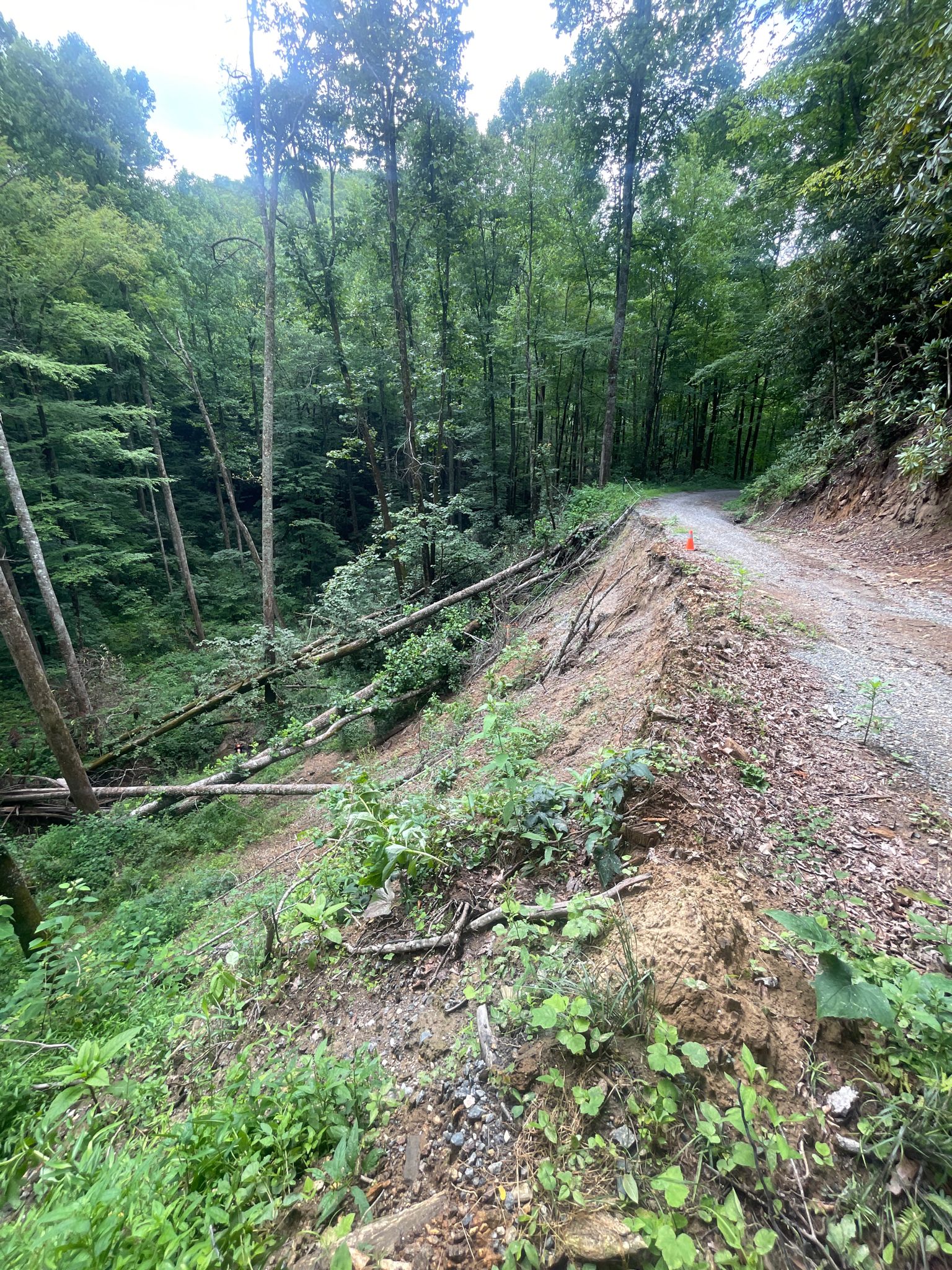 Dirt road with fallen trees on a steep, forested embankment. - Pounding Mill Overlook – View of Hominy Valley loop from Graveyard Fields Overlook