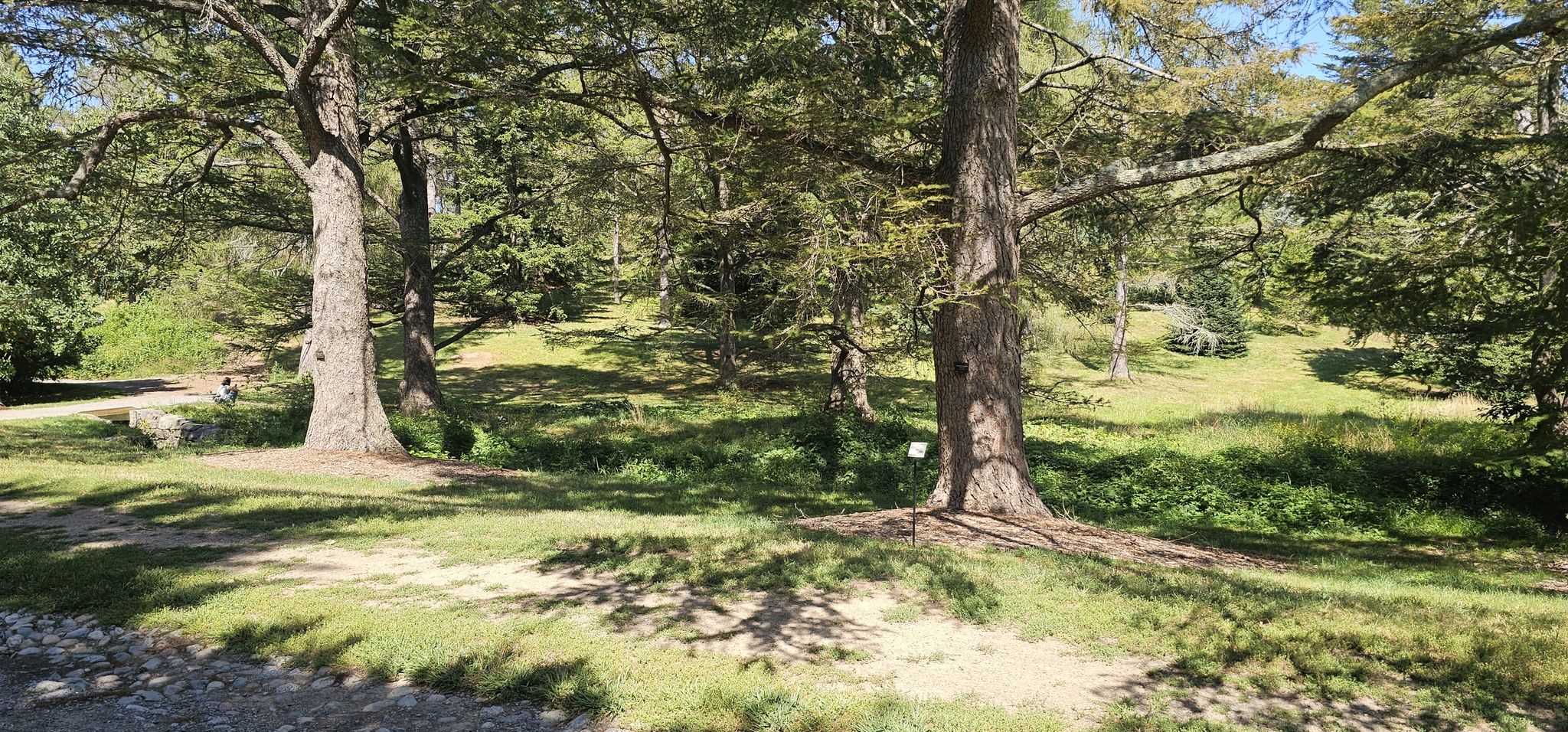 Sunny park scene with two large trees and a person in the distance. - Arnold Arboretum Trail loop