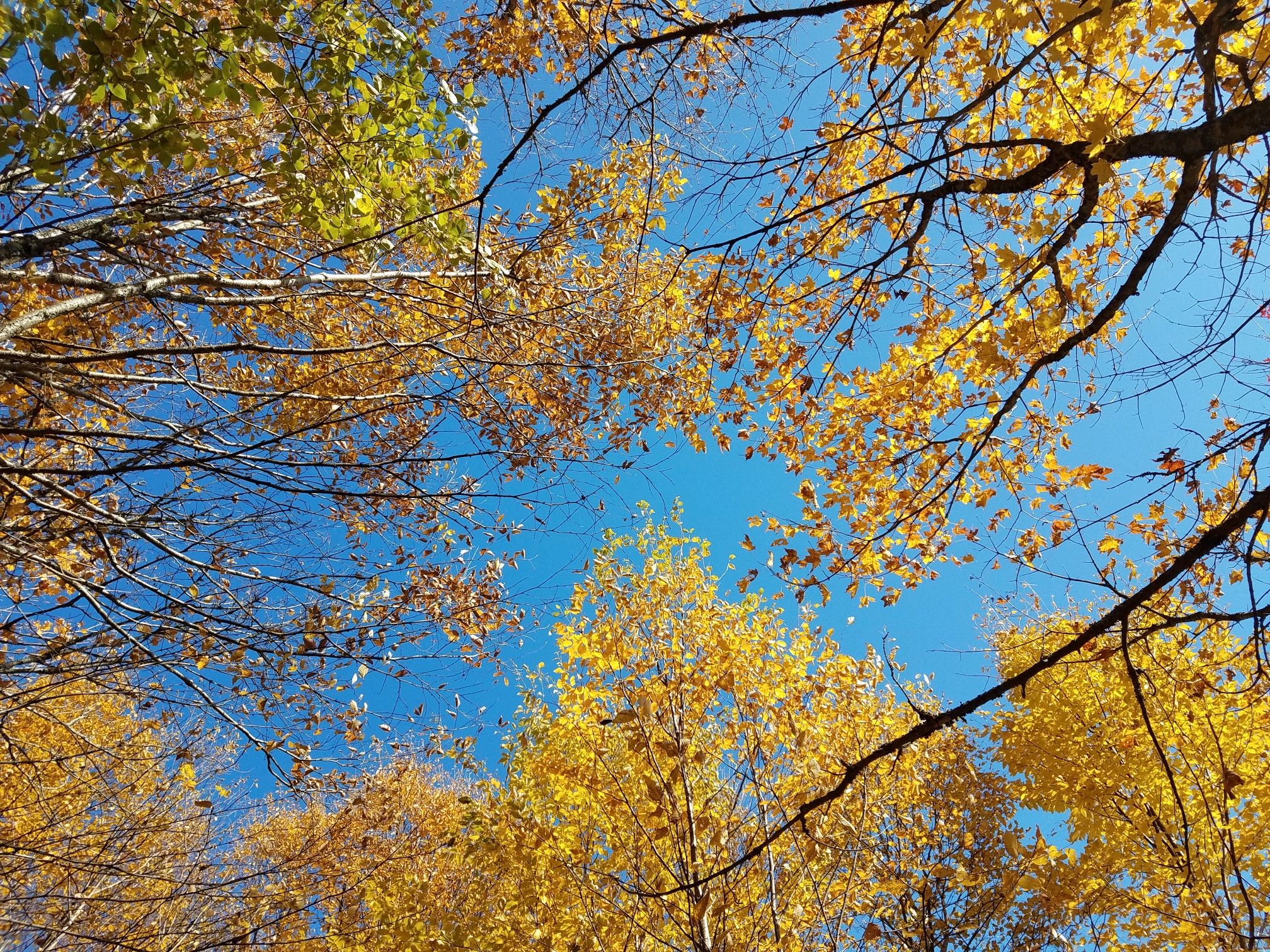 Bright yellow autumn leaves against a clear blue sky, looking up. - Azure Mountain Trail