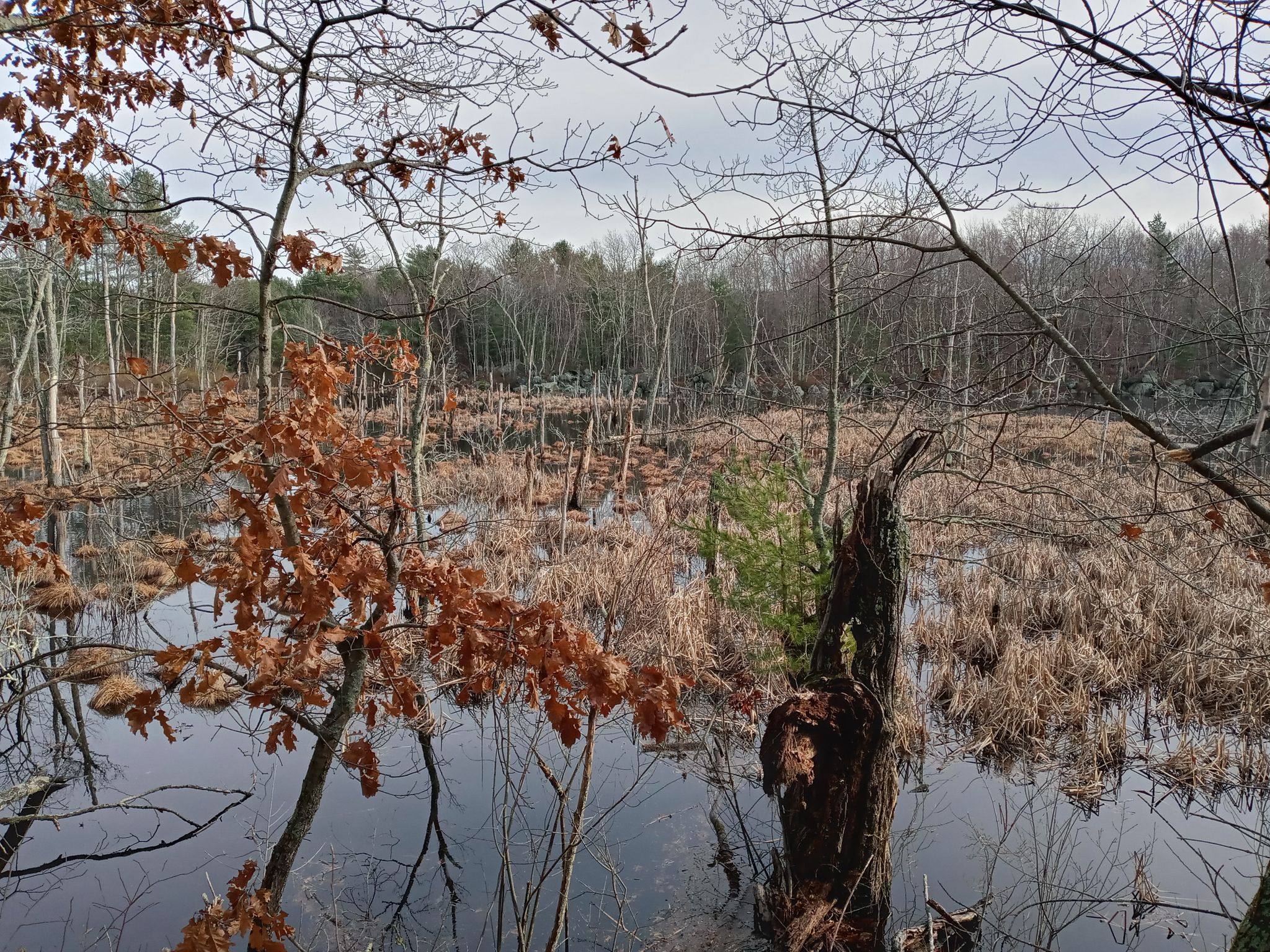 Wetland with bare trees, brown reeds, and dark water under a cloudy sky. - Upper Charles Trail Loop