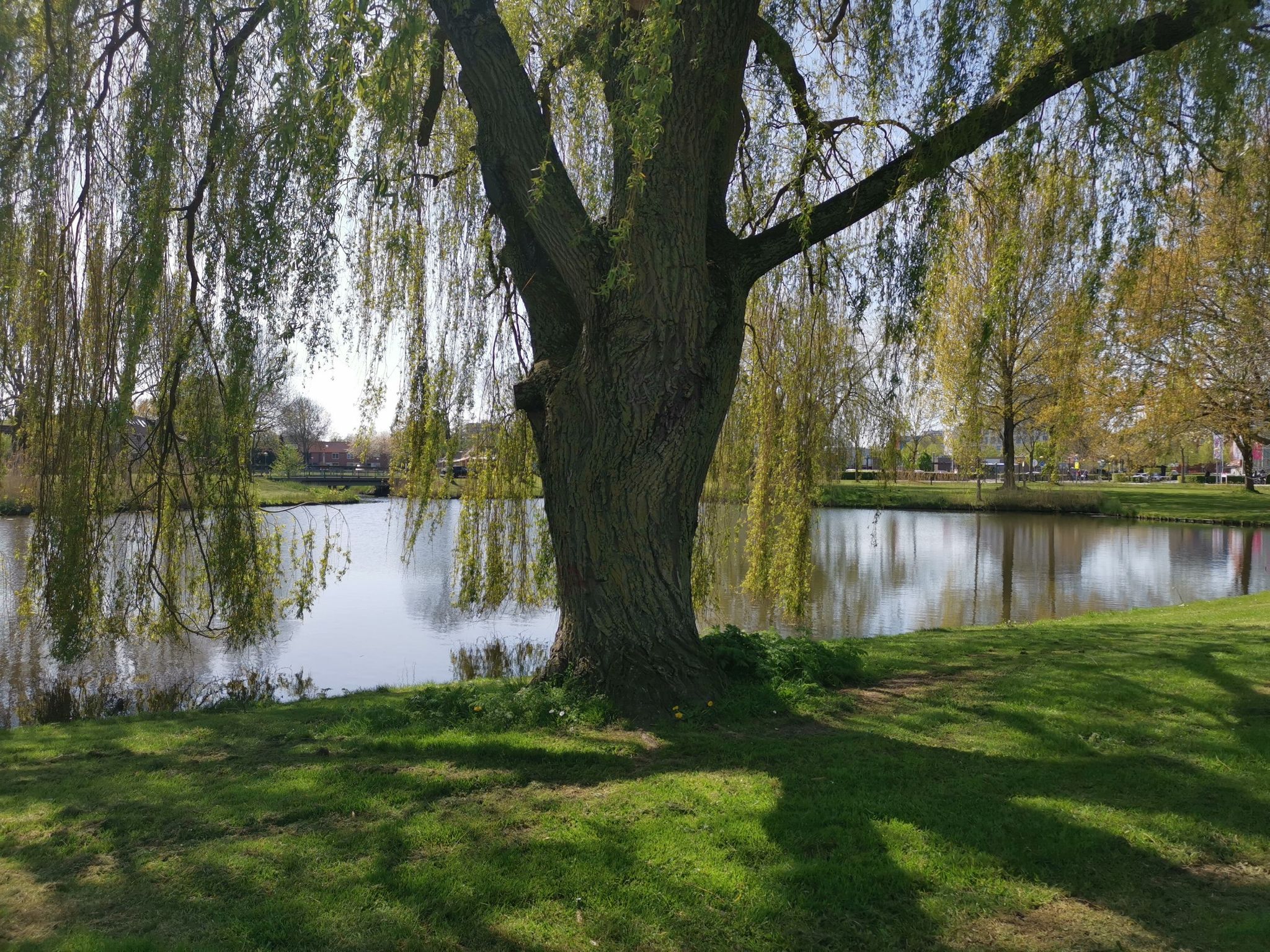 In einem der vielen Parks in Lelystad (5m unter dem Meeresspiegel)