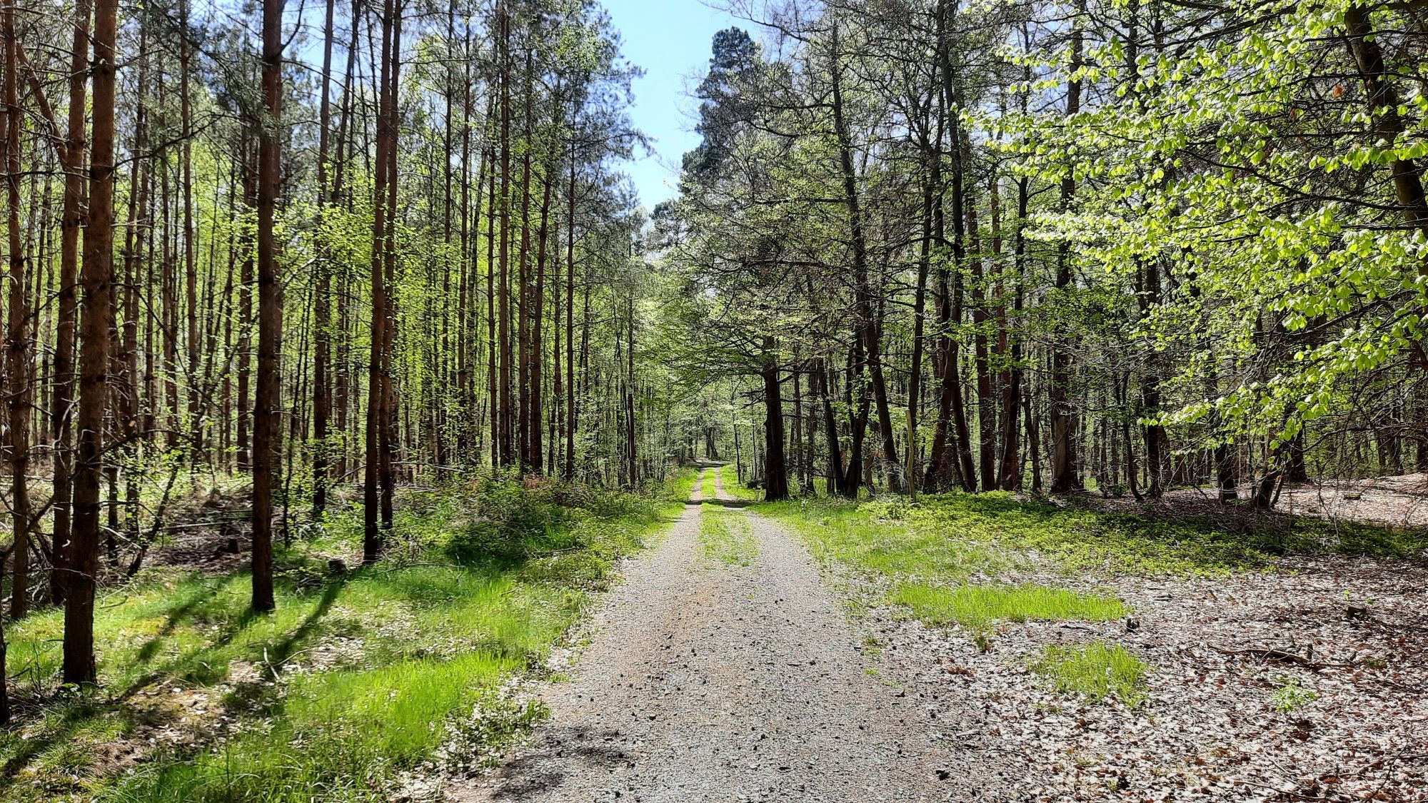 Wald