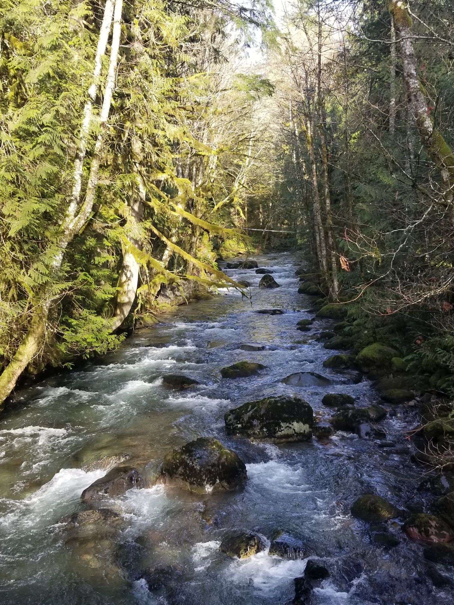 A clear, rocky river flows through a sunlit, mossy forest. - Lolo Pass gravel loop