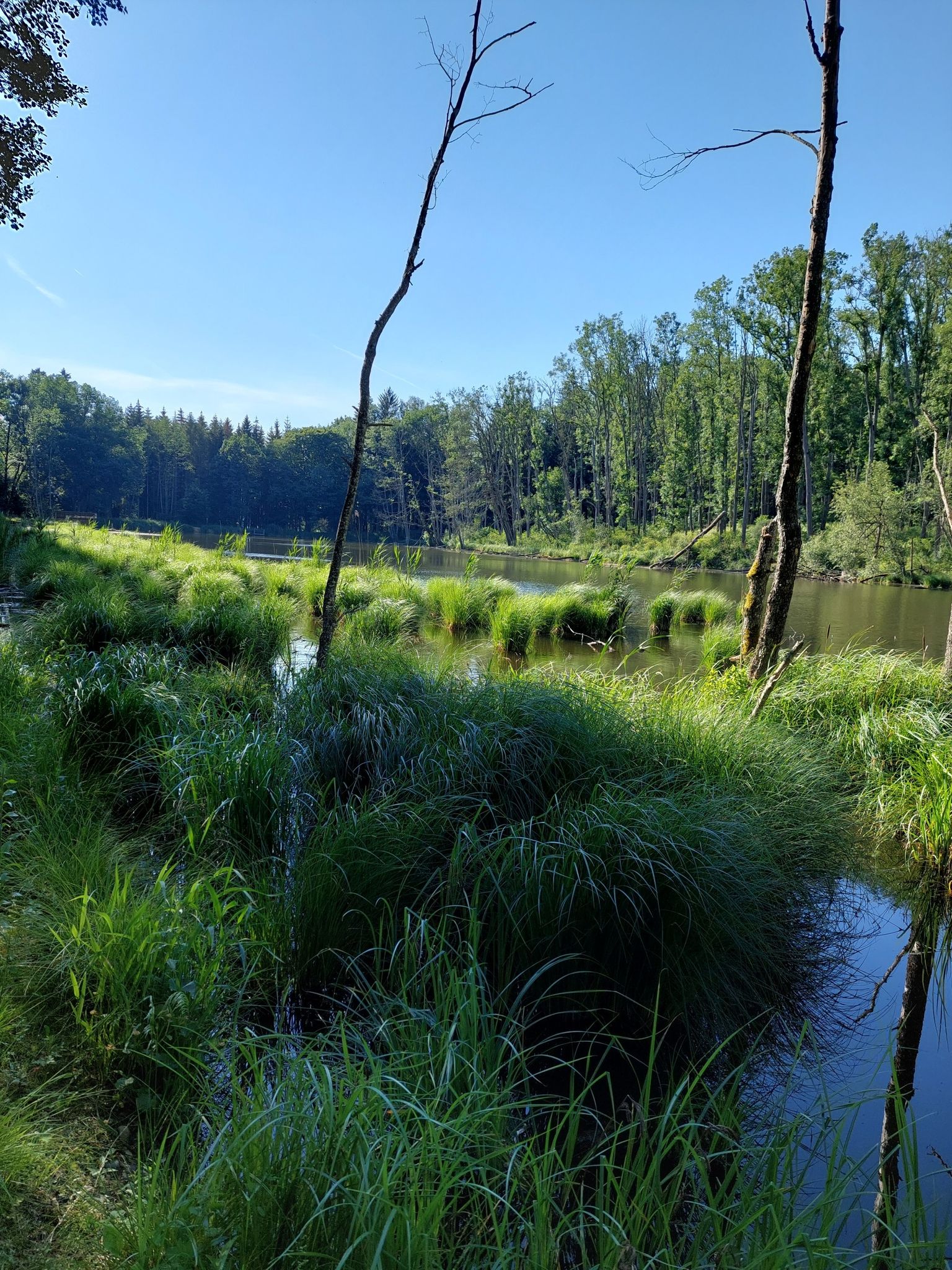 Ilgenweiher7