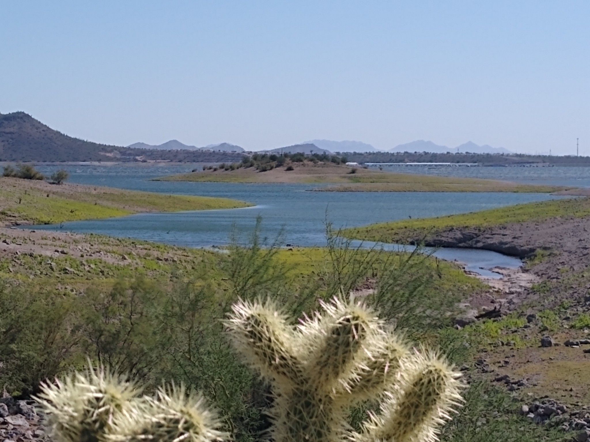 Cholla cactus in foreground with a blue lake and distant mountains under clear sky. - Wild Burro Trail