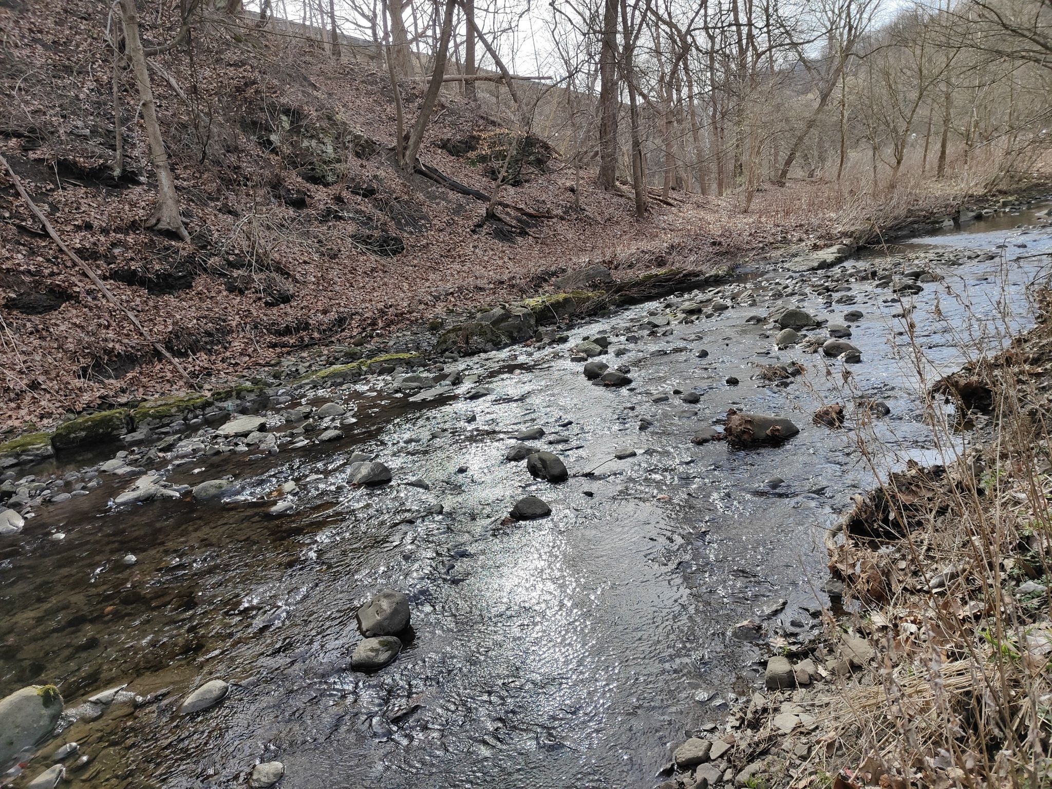 Rocky stream flowing through a bare winter forest under an overcast sky. - Nine Mile Run Trail