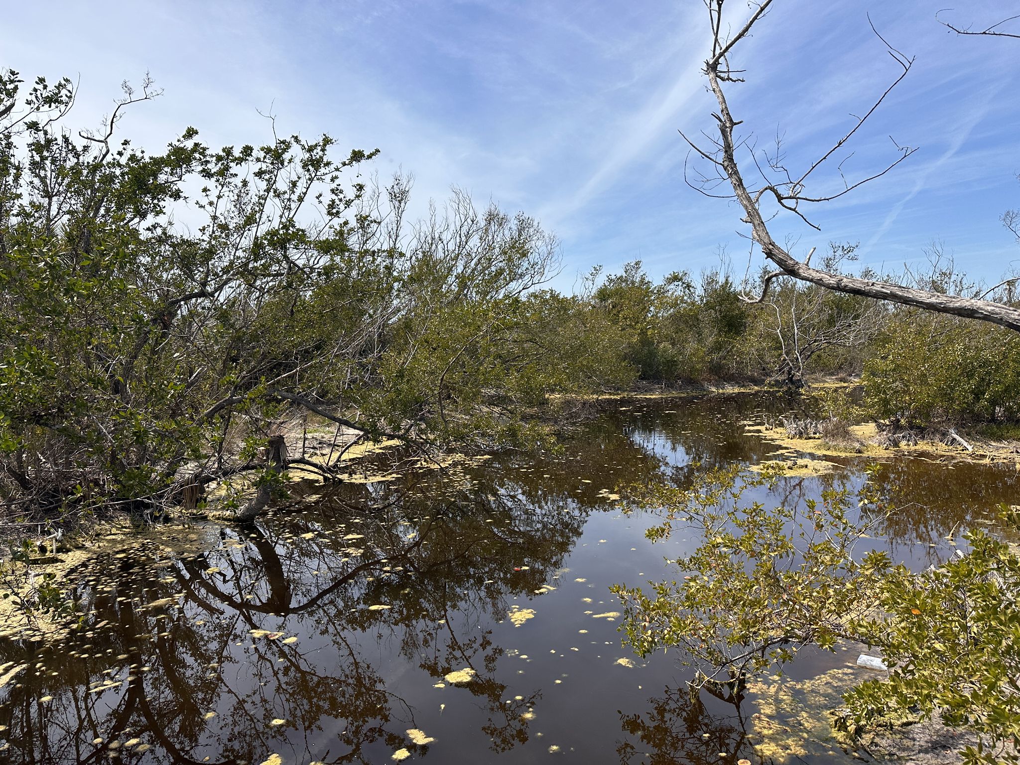 Swampy water with green trees and reflections under a blue sky. - Sanibel-Captiva Shared Use Path loop from Gulfside City Park