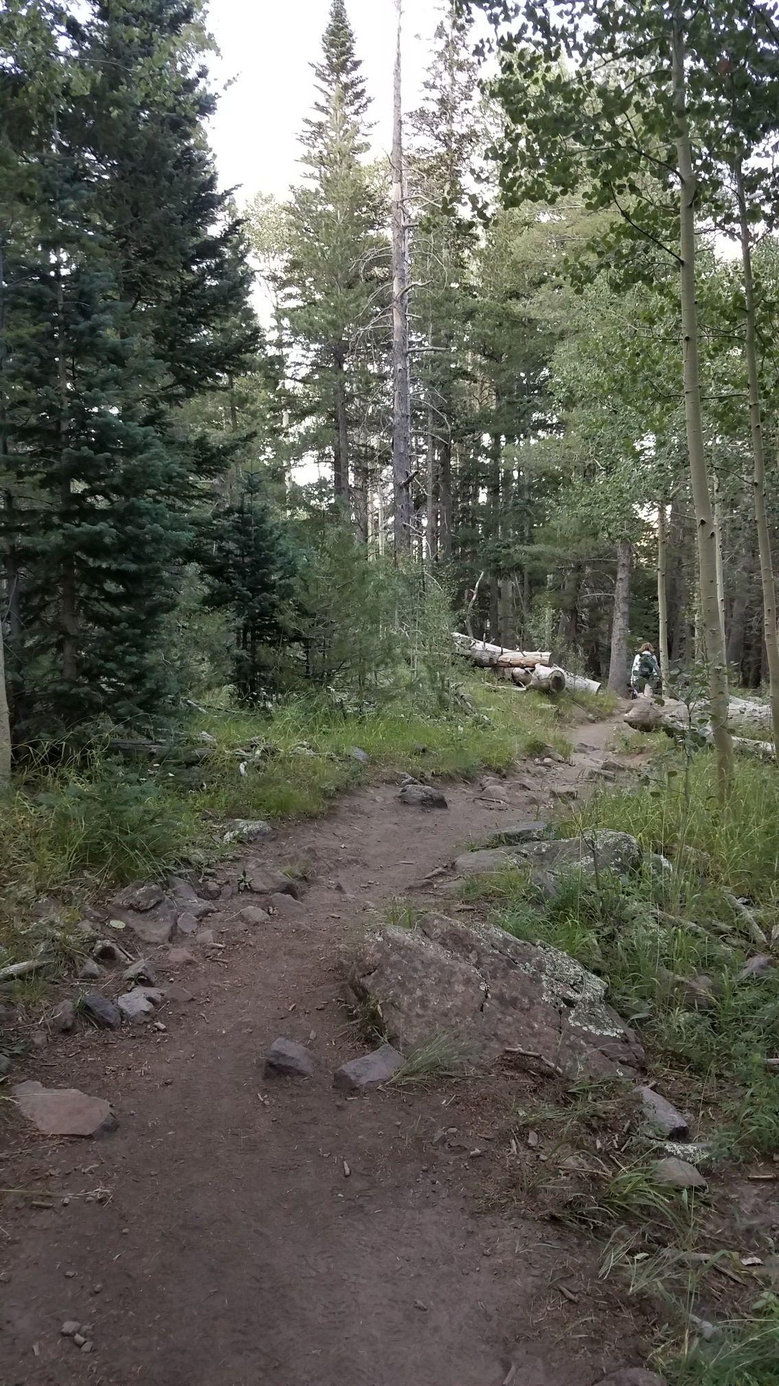 A rocky dirt path through a mixed forest with a person in distance. - Inner Basin Trail