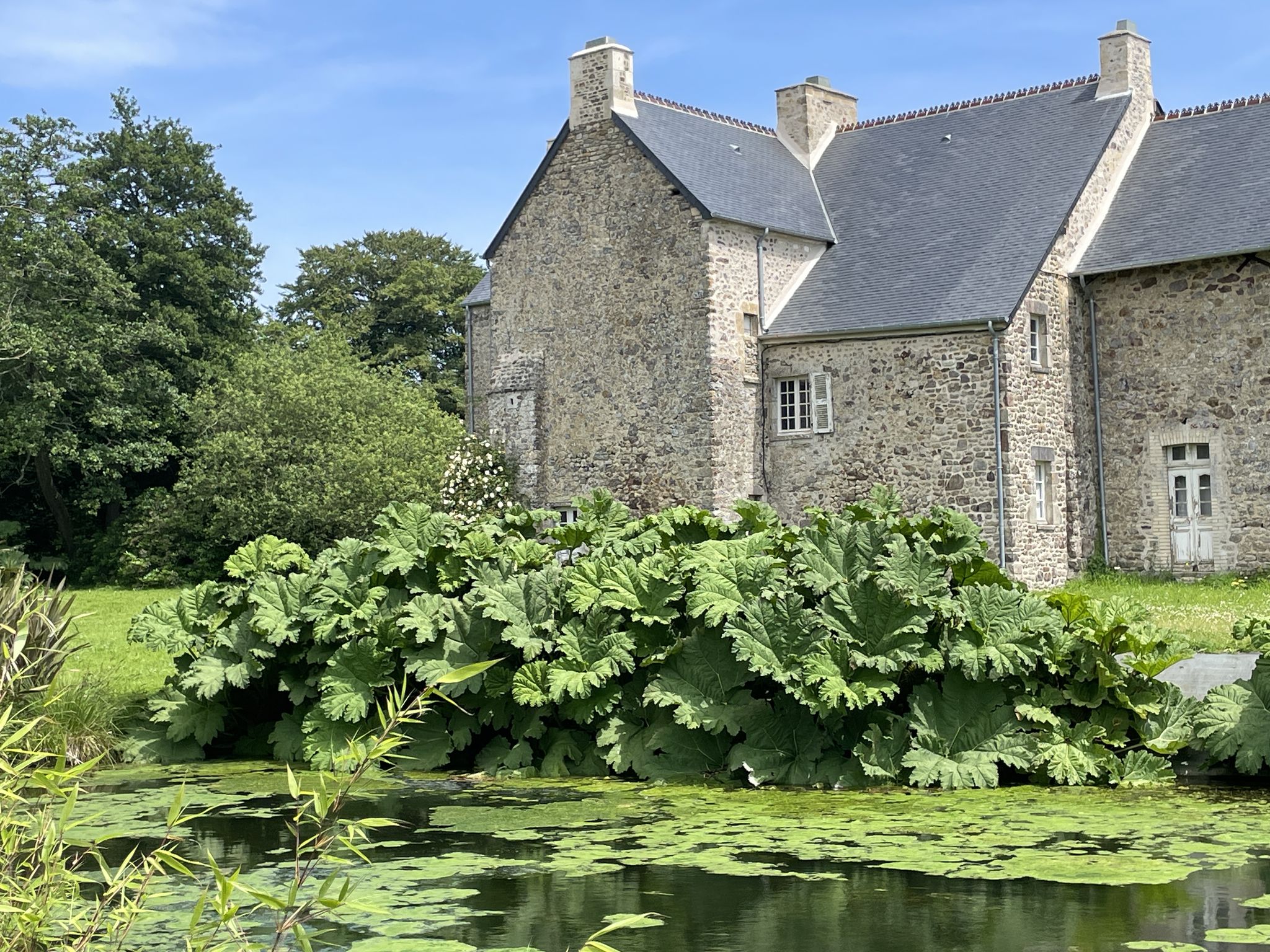 Impressive giant rhubarb (Gunnera) in garden near Aumeville-Lestre