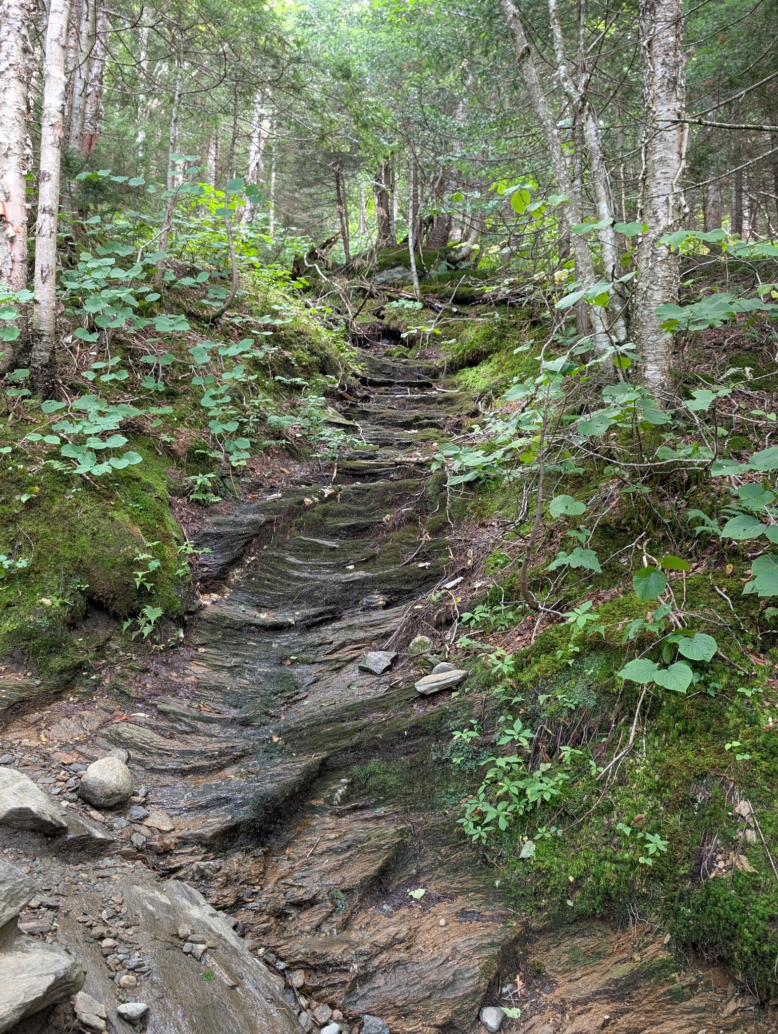 A steep, rocky, and mossy uphill path through a dense green forest. - Sterling Pond Trail – Sterling Pond loop from Smuggler's Notch