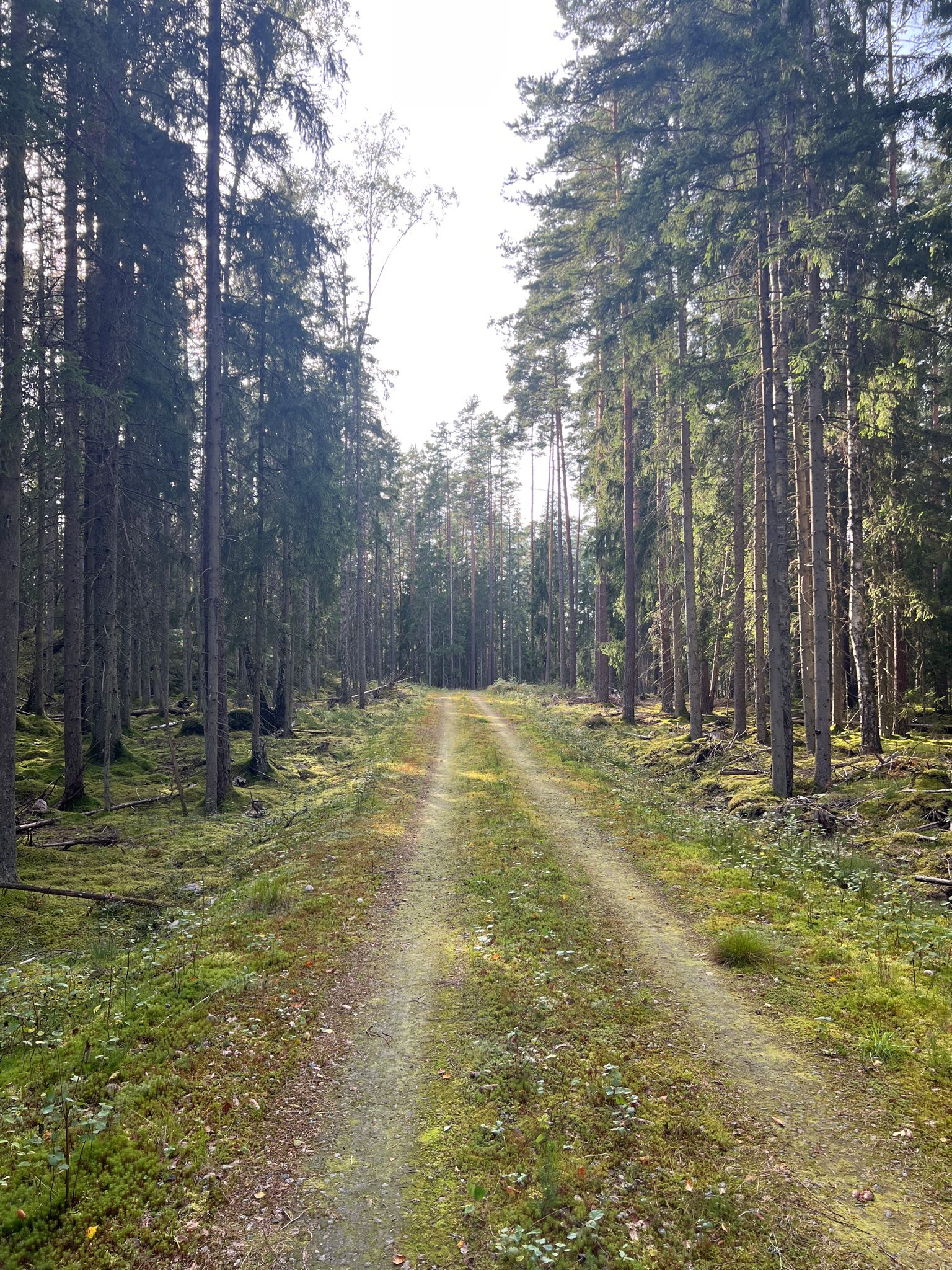Surrounded by moss-covered forest, the area invites you to immerse yourself in nature's tranquility and beauty.