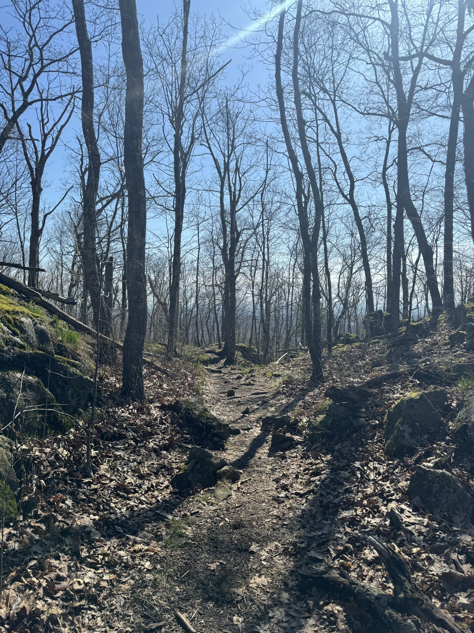 A rocky, leaf-covered trail winding uphill through a sunlit, bare forest. - Rattlesnake Mountain via Metacomet Trail