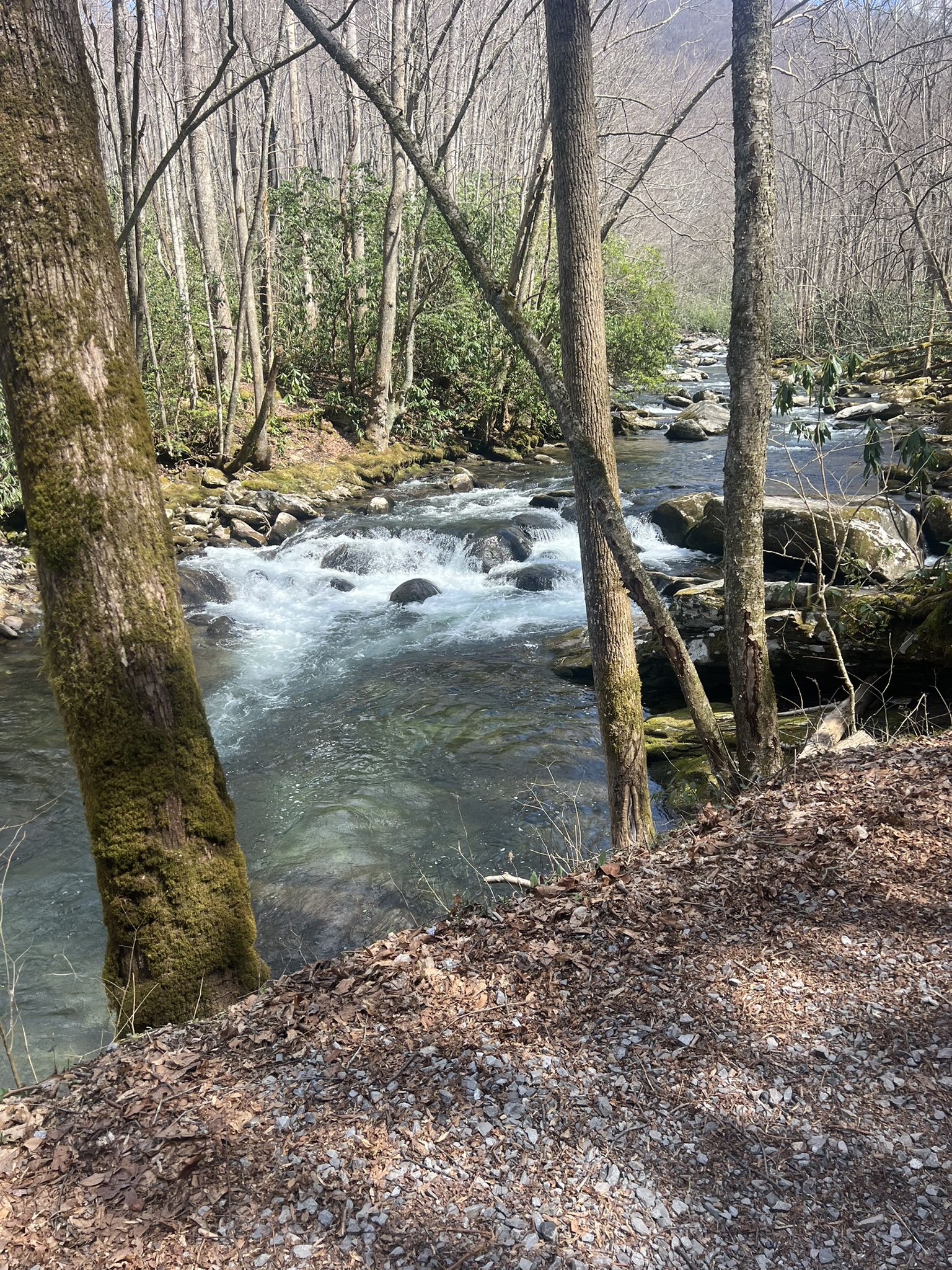 Rushing river with rocks, framed by bare trees and green foliage, under sunlight. - Huskey Branch Falls via Little River Trail