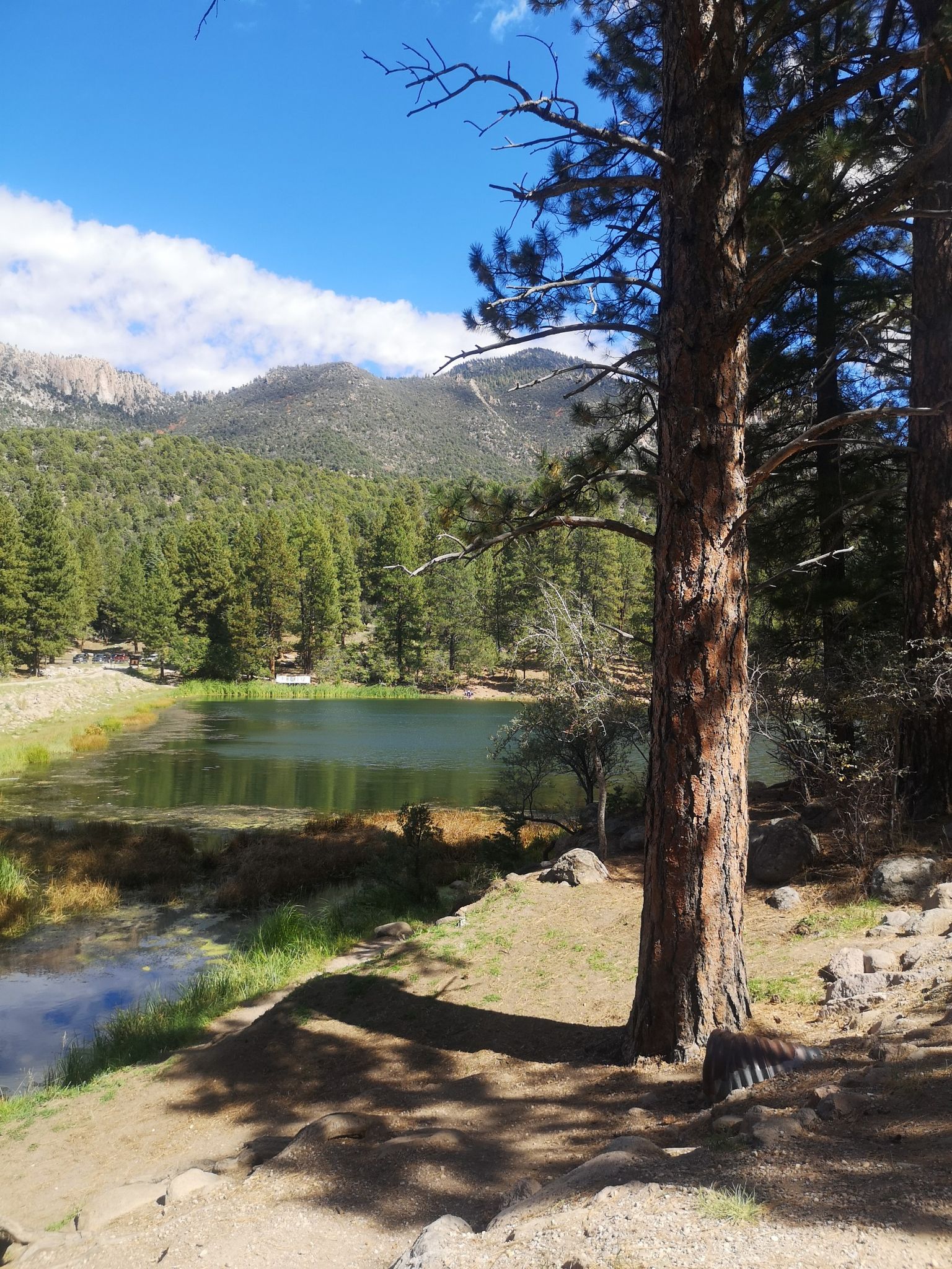 Pine tree in foreground overlooks a lake, forest, and mountains under blue sky. - Pine Valley Loop